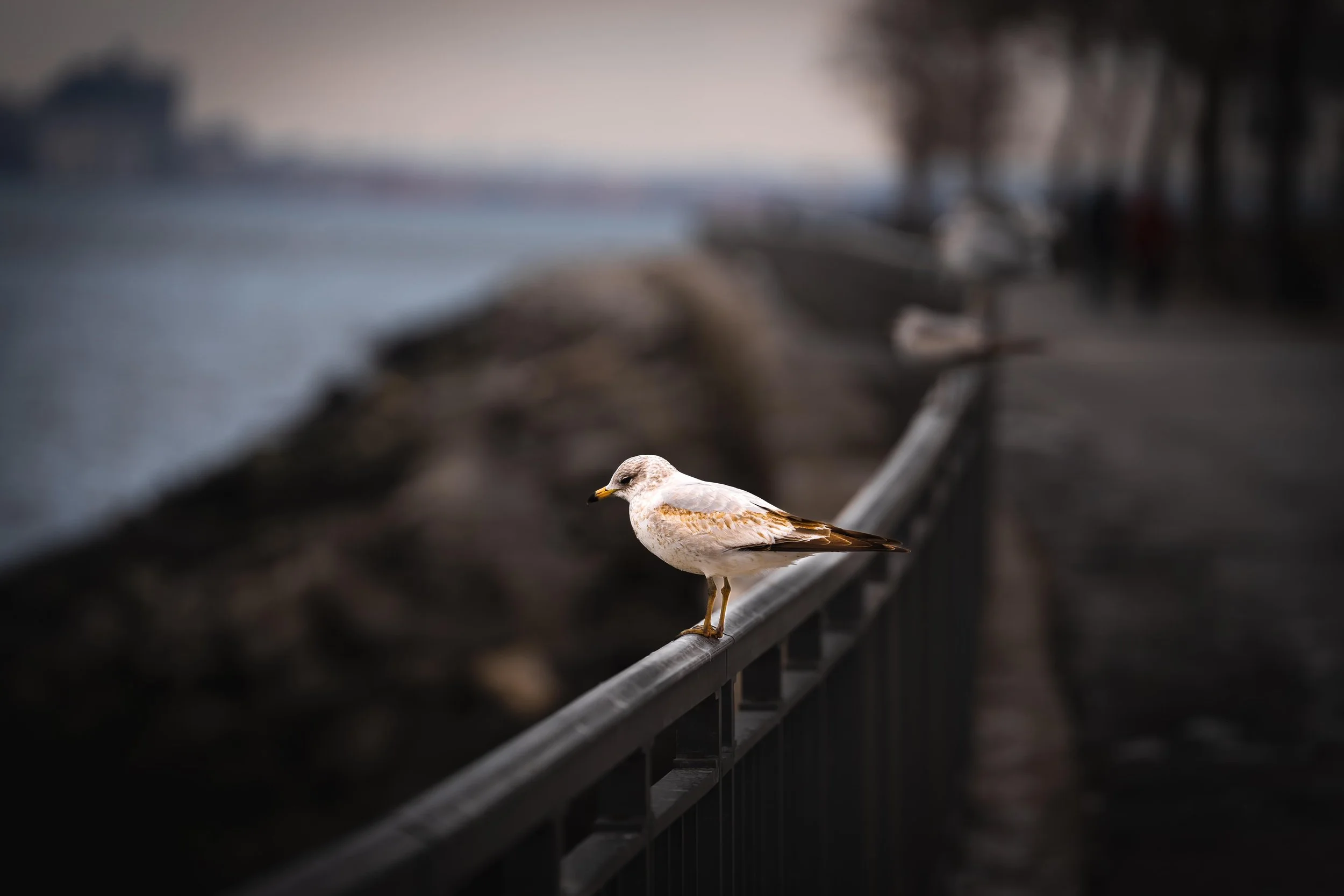 Seagull - Belt Parkway-04290.min.jpg