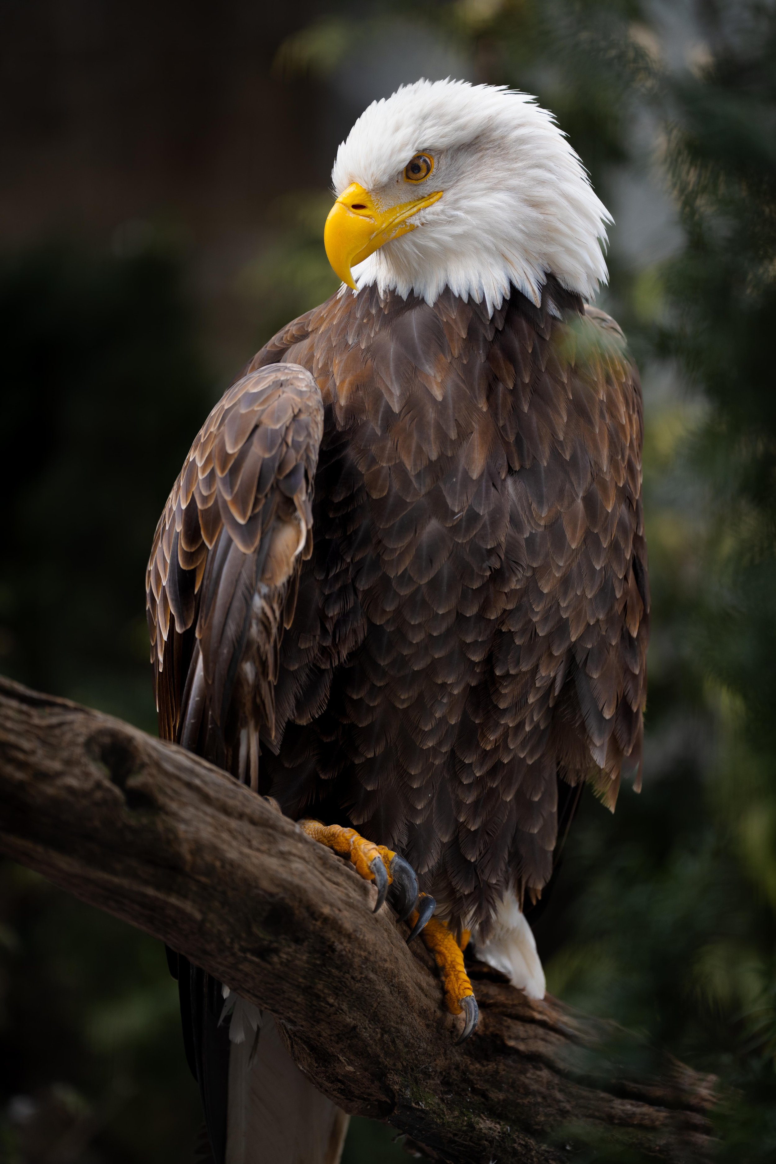 Eagle - Bronx Zoo-04530.min.jpg