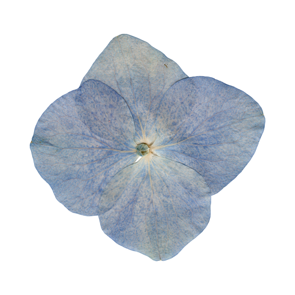 Pressed flower blue