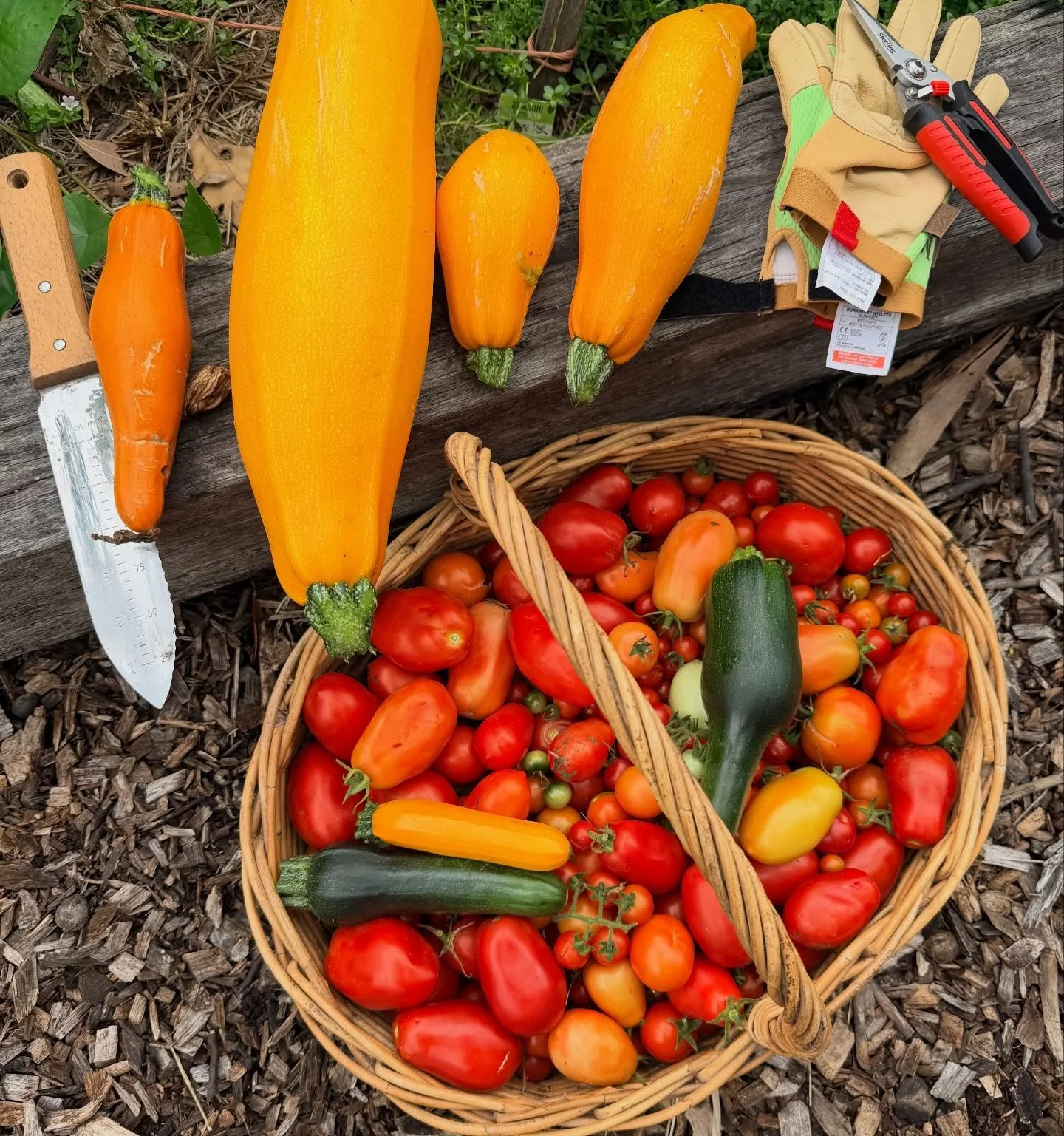 Always a good day when the harvest basket is too small!!

These tomatoes aren&rsquo;t irrigated, so they&rsquo;ve been slow during the dry&hellip; but now that there&rsquo;s forecast rain I shot out to get them picked before they all split. 

Because