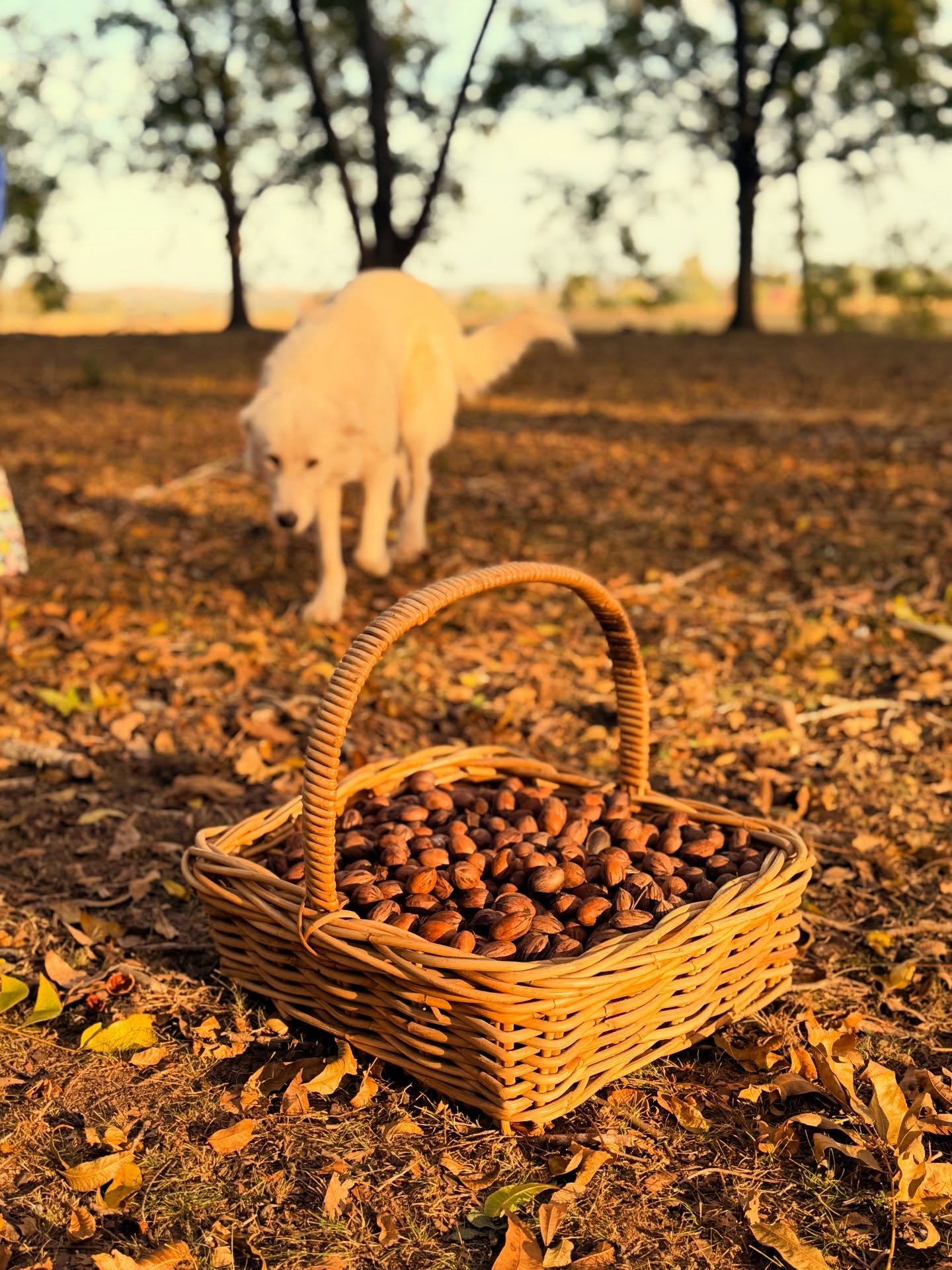 When the harvest looks this romantic&hellip; it&rsquo;s hard to take bad images&hellip; so please forgive my self indulgence while I share the whimsy with you!!

And good news is that we can now share these beautiful Pecans with you all- grown comple