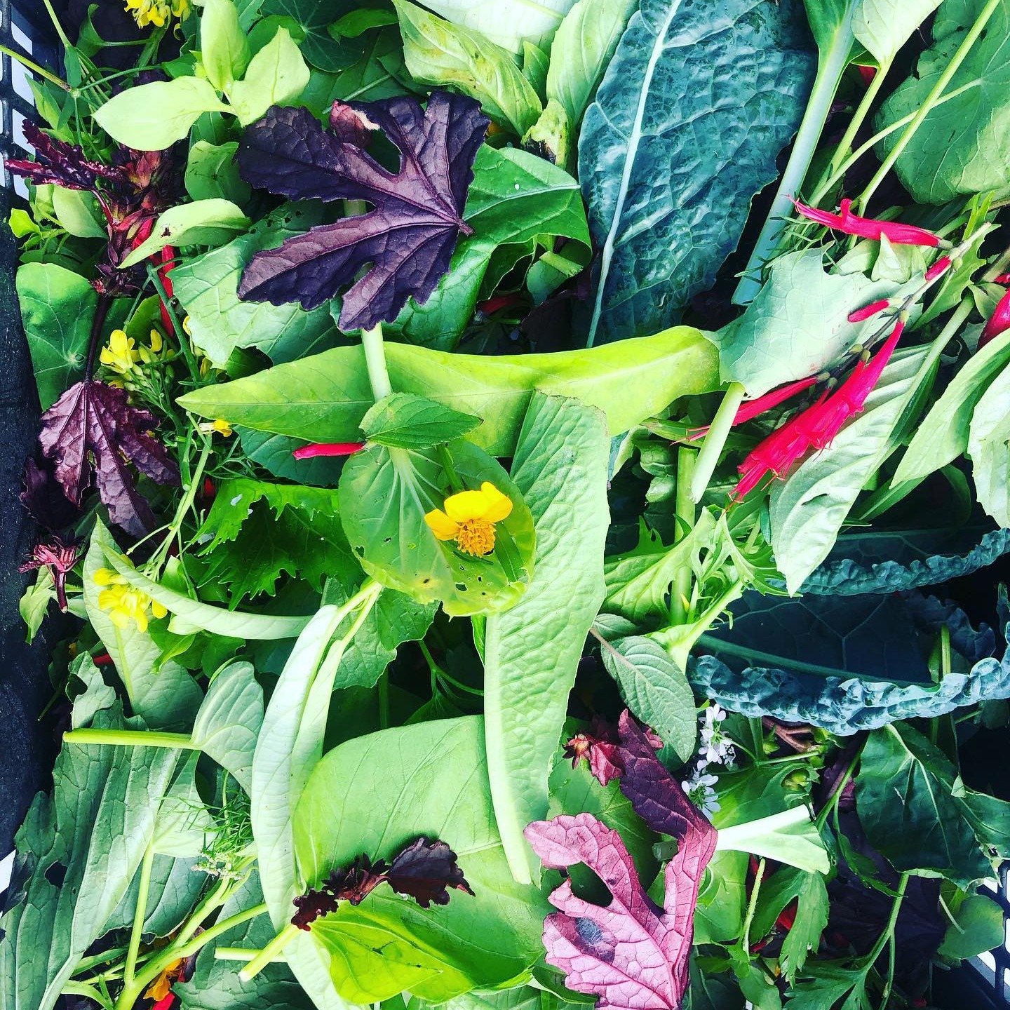 PRODUCE SHARE 🏠 9.45am for a 10am start - Thursday 21 May

Bring along your bounty, abundance, harvest or other items and participate in an alternative economy. One where cash is not allowed!!

Notice the emphasis on &ldquo;share&rdquo; rather than 