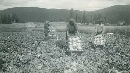 1950- Weddell's farm