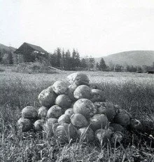 1950- Joe Rich's turnips