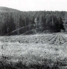 1955- Hockey's first sprinklers