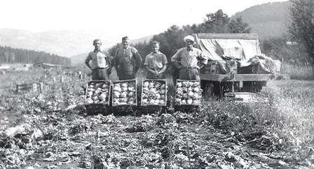 1935- Cyril Weddell's lettuce