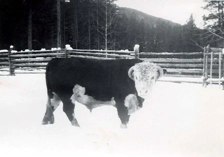 1958- The bull that wouldn't work on Saturday's