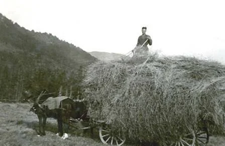 1924- Cyrill Weddell, haying