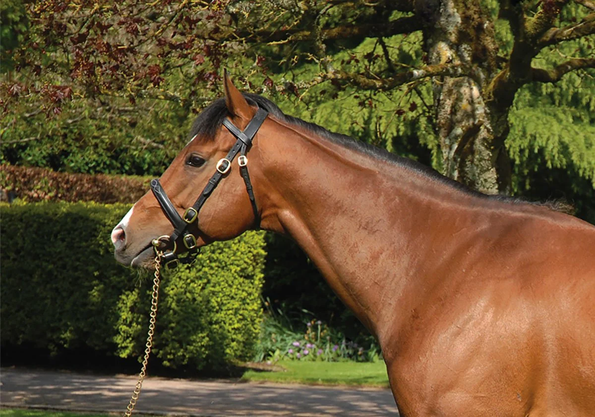 Ad Valorem emerges as a broodmare influence