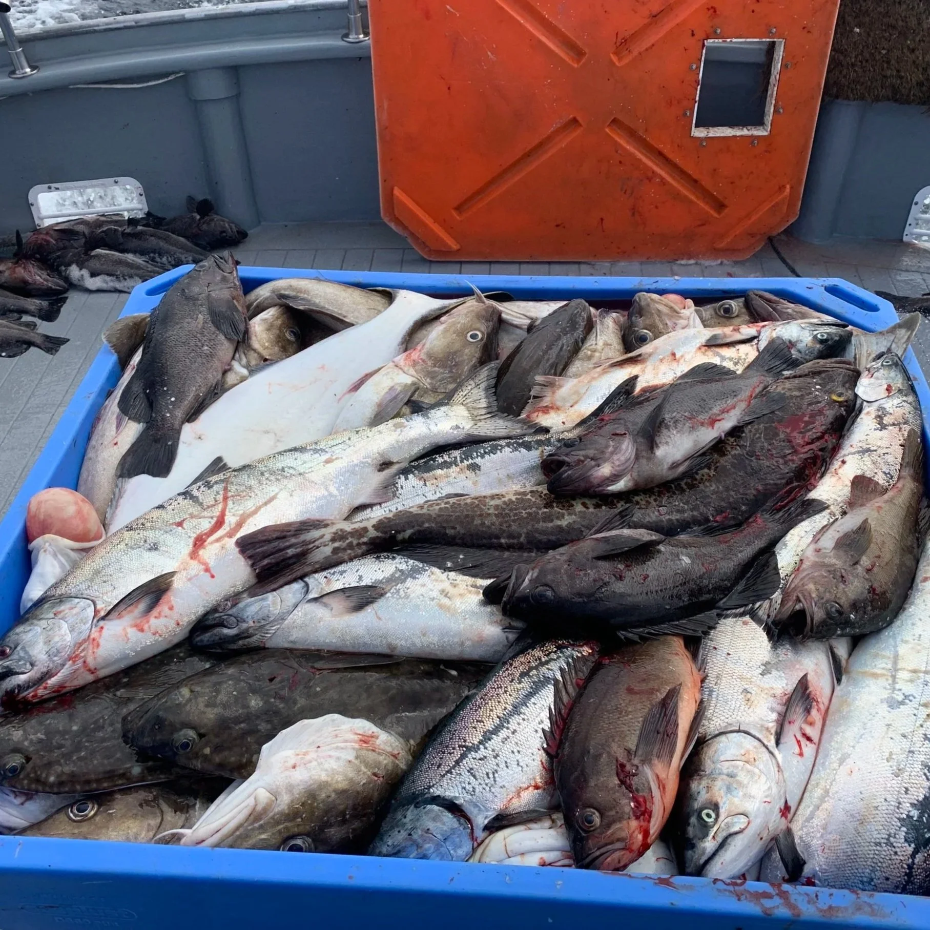 A blue tote filled with various freshly caught fish - king salmon, rock fish, ling cod, cod, halibut - on a boat deck, the Moonlight, with some fish also lying on the deck around the container.