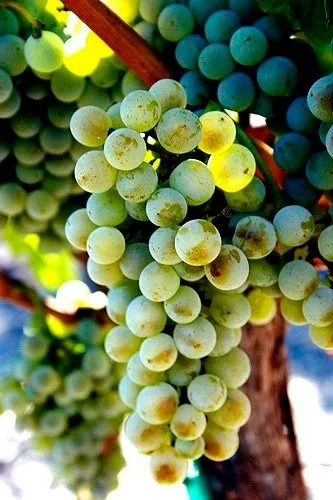 A Journey Through Time in a Glass: Coury Old Vine Semillon