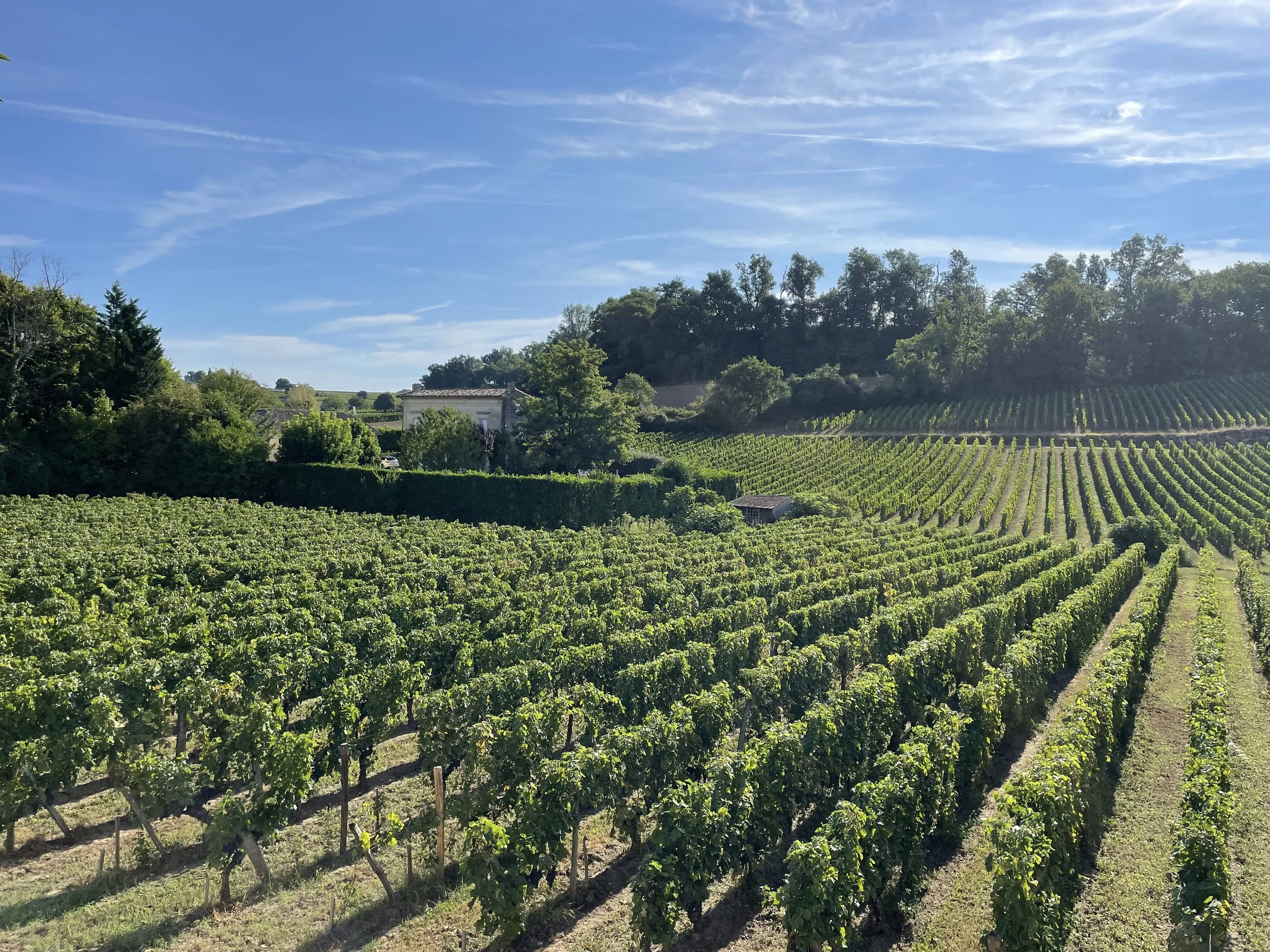 A scenic vineyard with rows of grapevines on rolling hills, surrounded by trees and a small house, under a bright blue sky with wispy clouds.