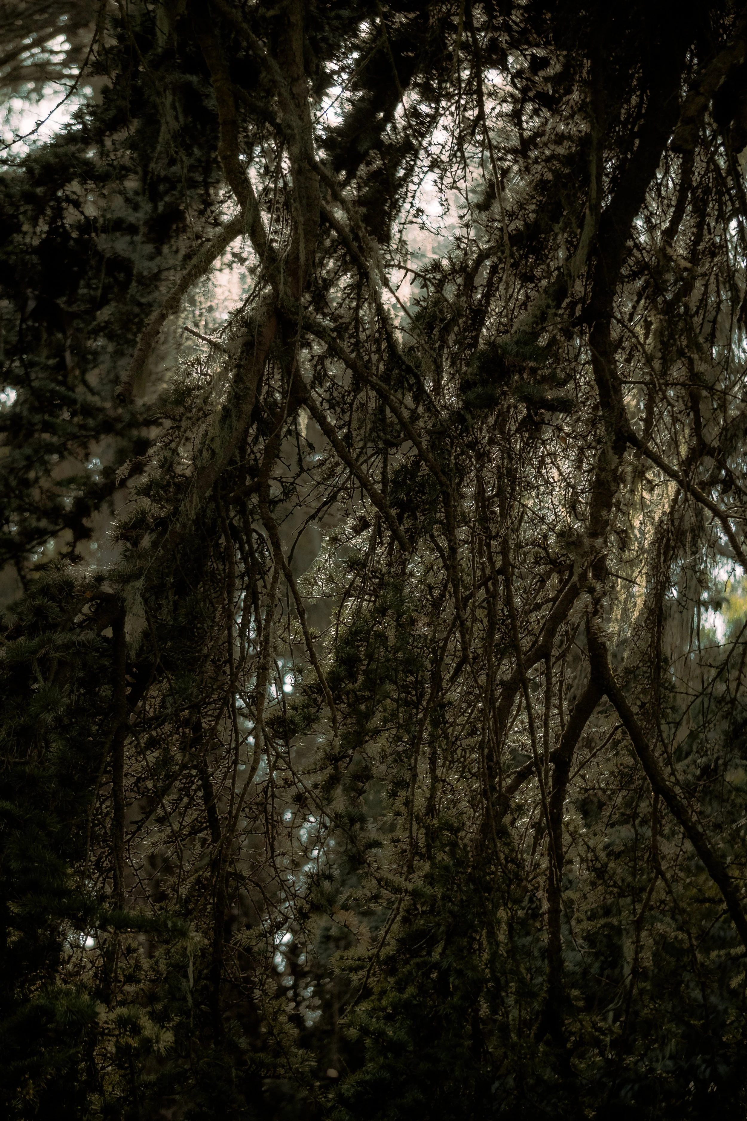 Dense forest with intertwining tree branches and faint sunlight filtering through the canopy.