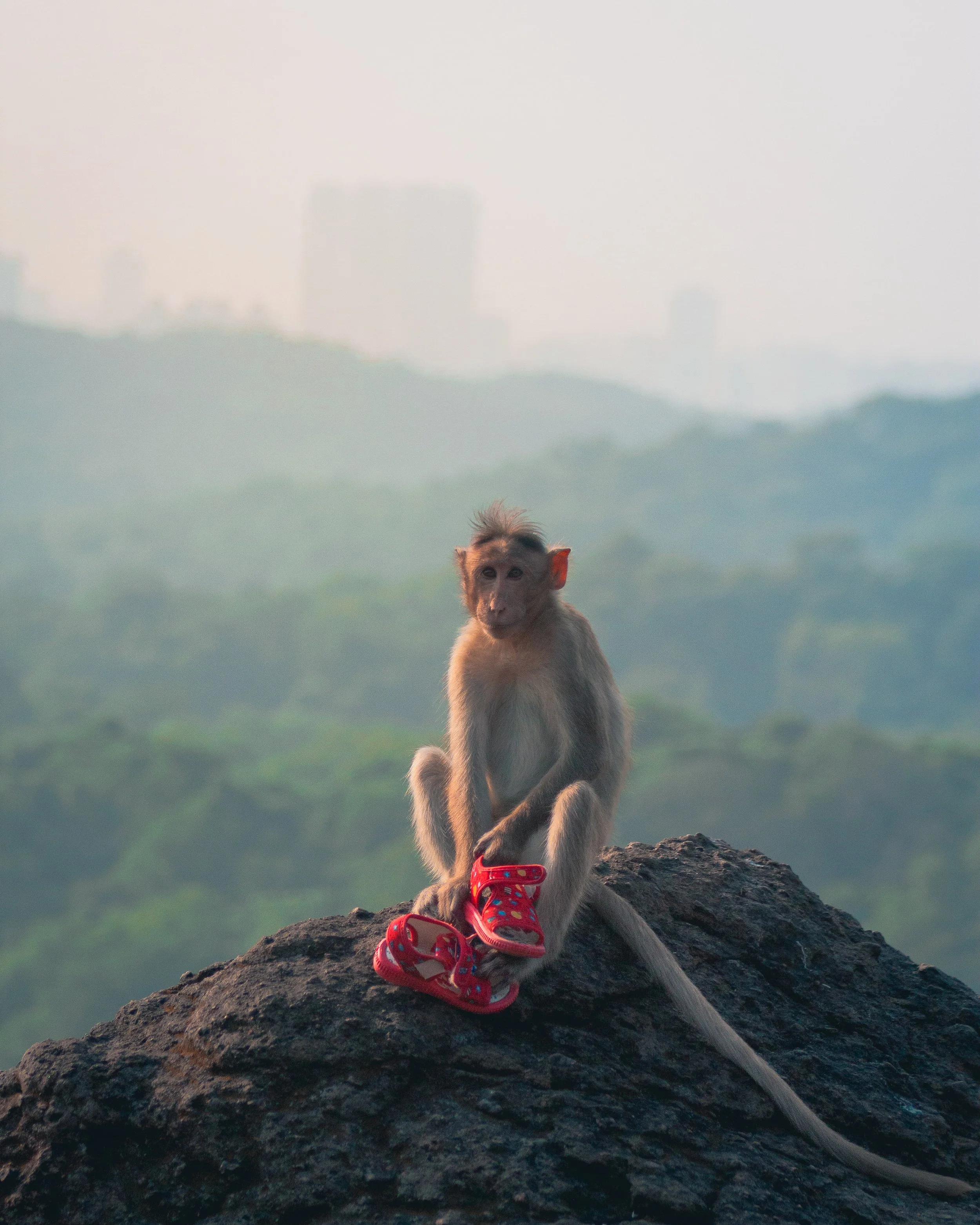 A monkey sitting on a rock outdoors, holding a pair of red sandals with colorful patterns, with a blurred cityscape in the background.