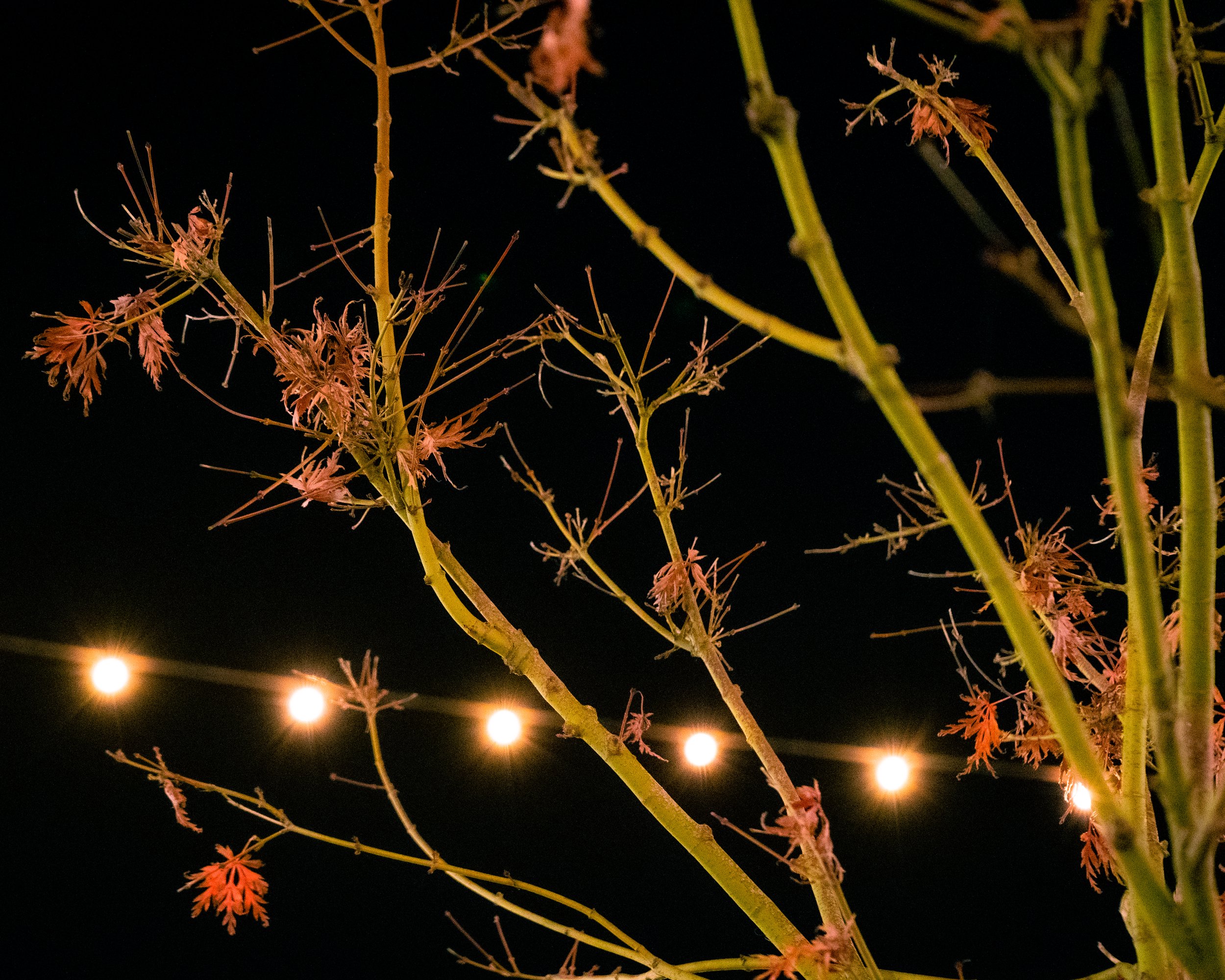 Close-up of tree branches with sparse red leaves, illuminated by string lights against a dark night sky.