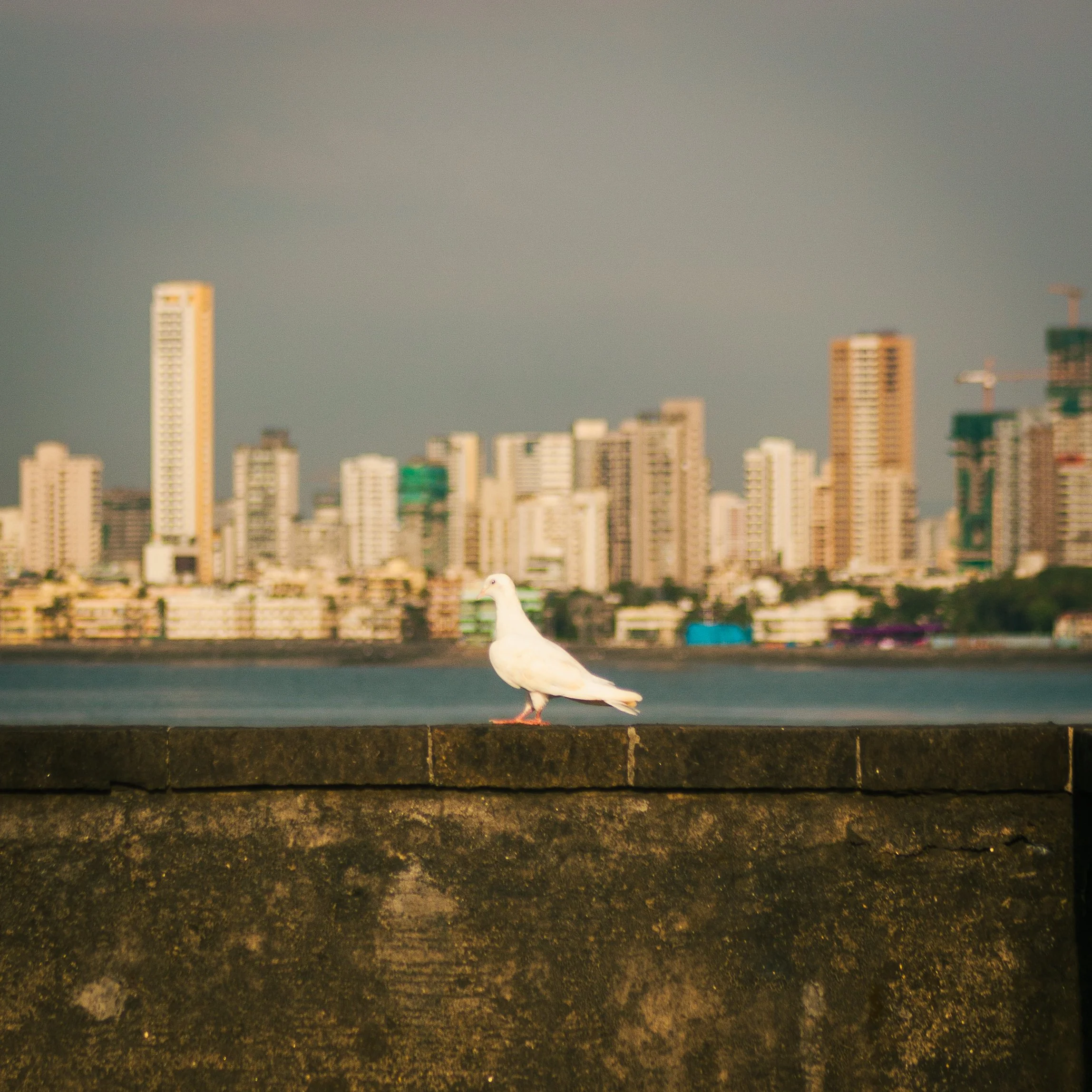 A white pigeon perched on a stone wall with a city skyline and water in the background.
