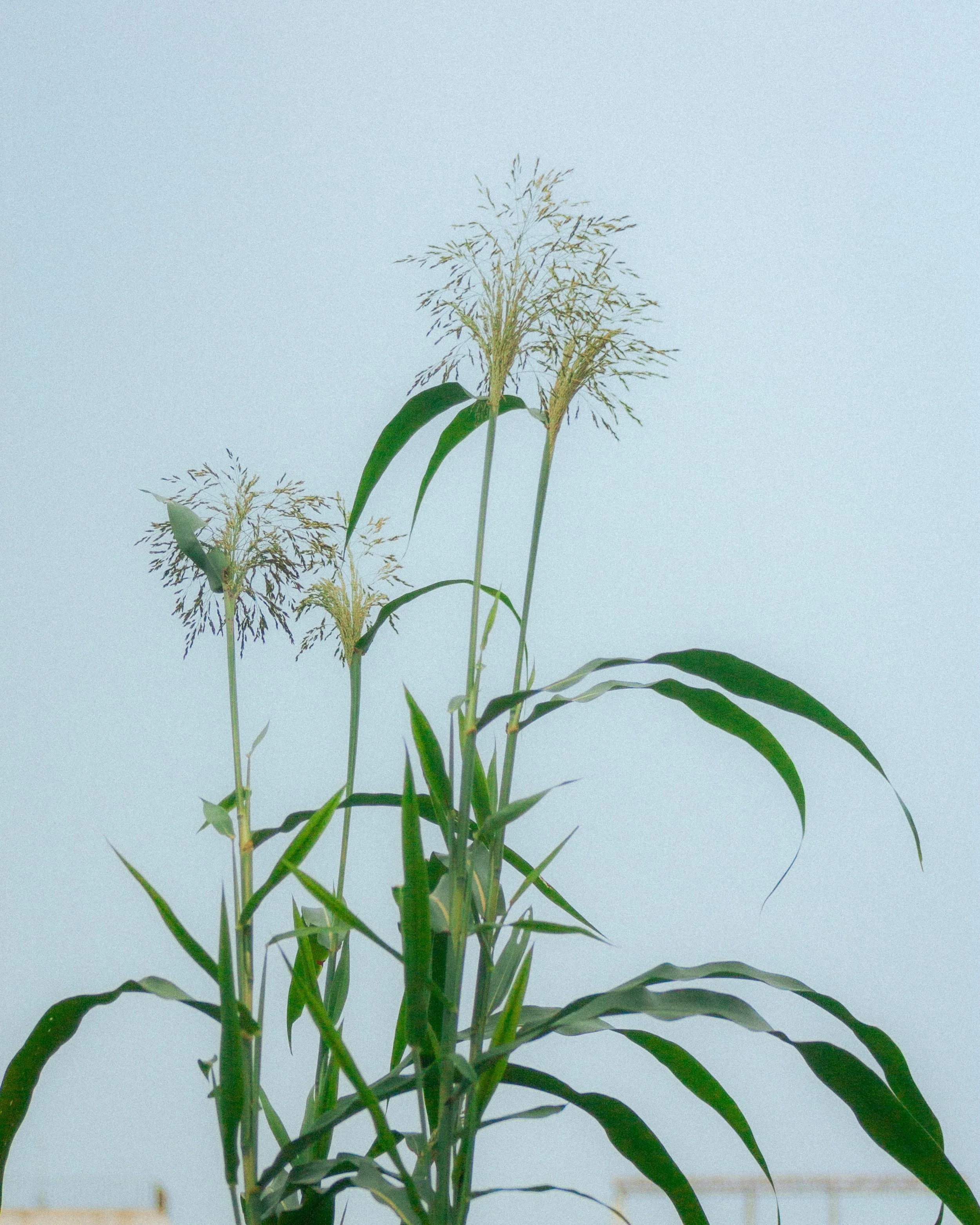 Corn plant with green leaves and tassels against a light blue background.