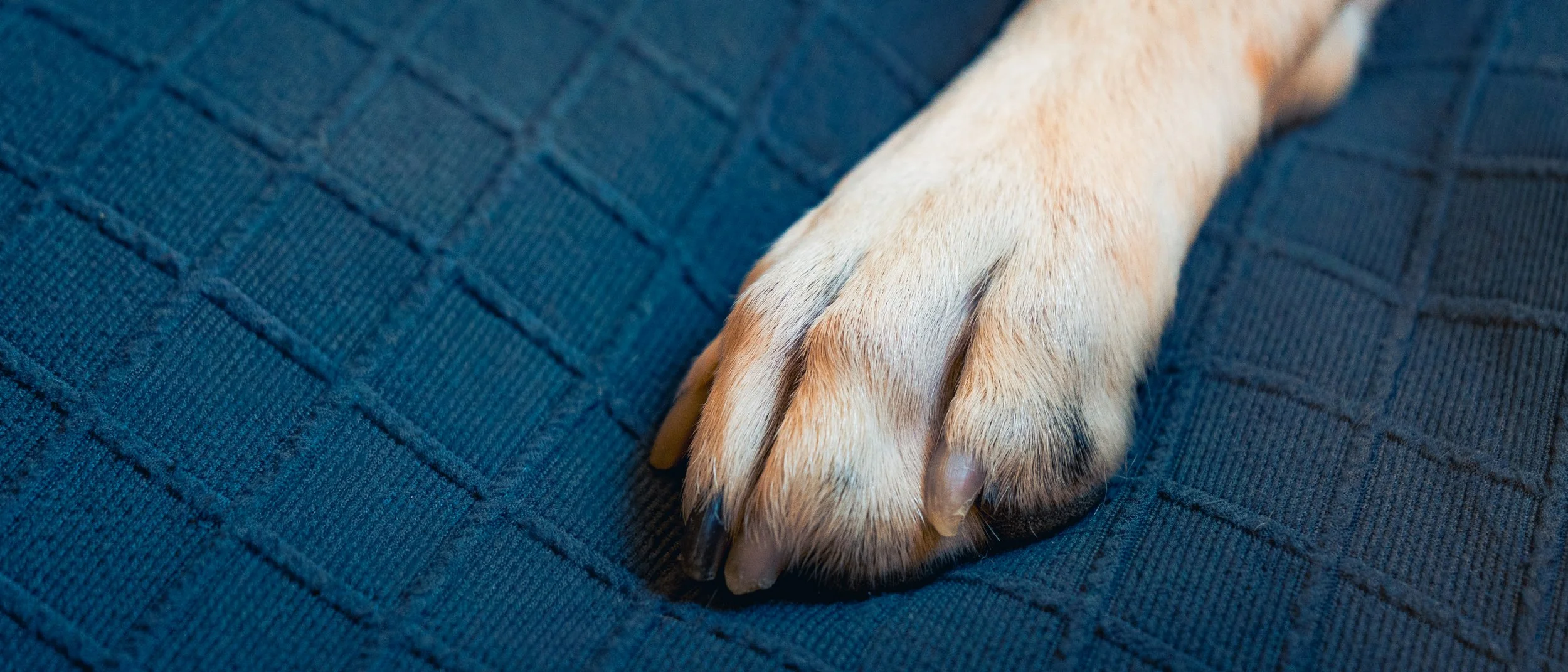 A dog's paw resting on a textured blue surface.
