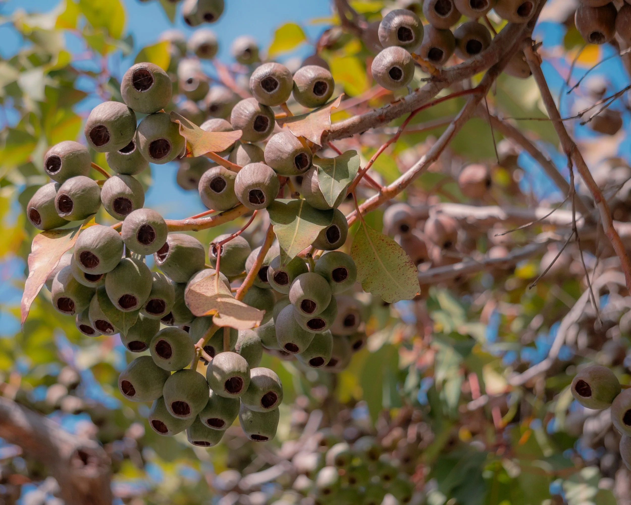 Close-up of a cluster of green berries on a tree branch, with some leaves and a partly cloudy blue sky in the background.