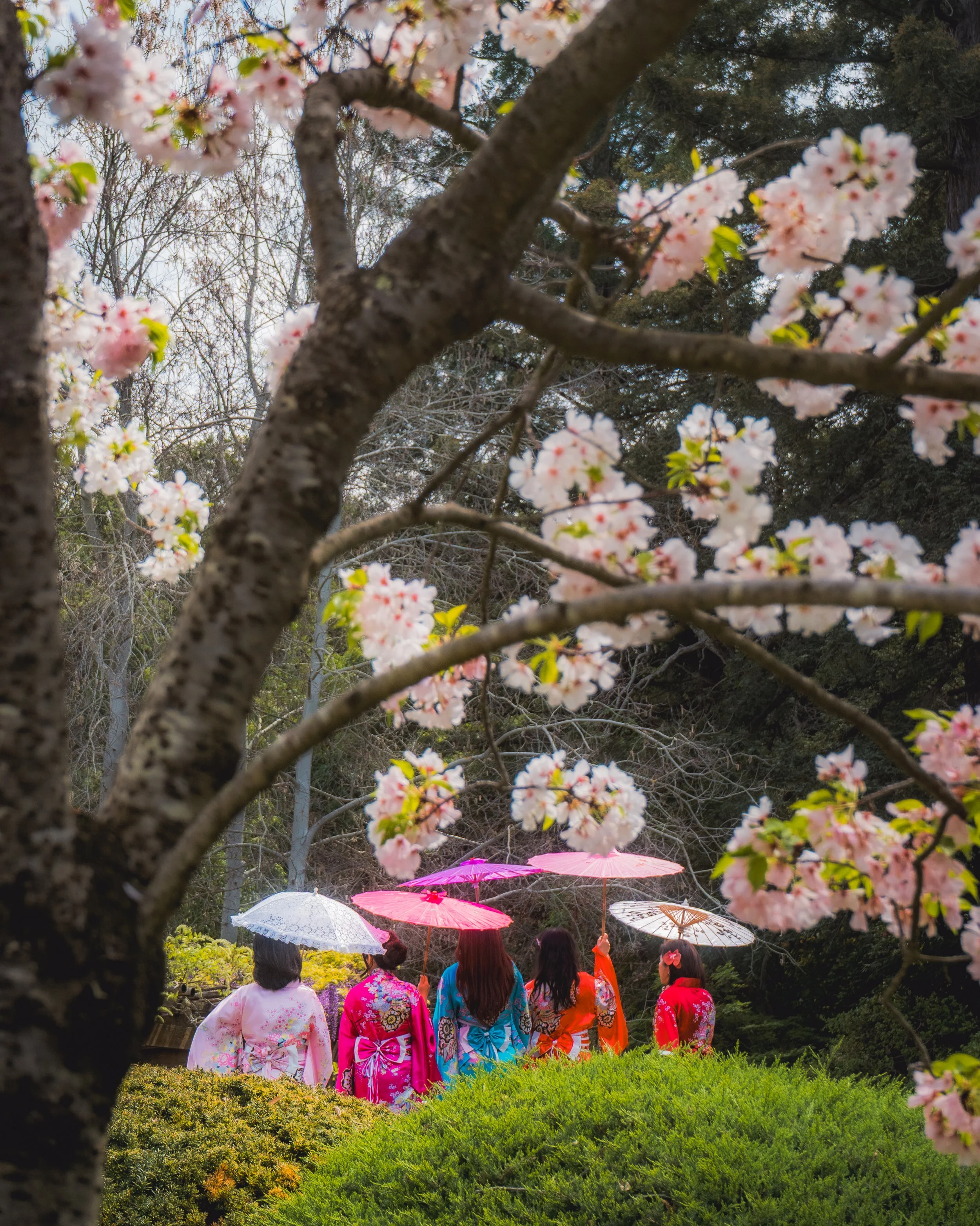 Women in colorful kimonos holding umbrellas, standing in a garden with blooming cherry blossoms.