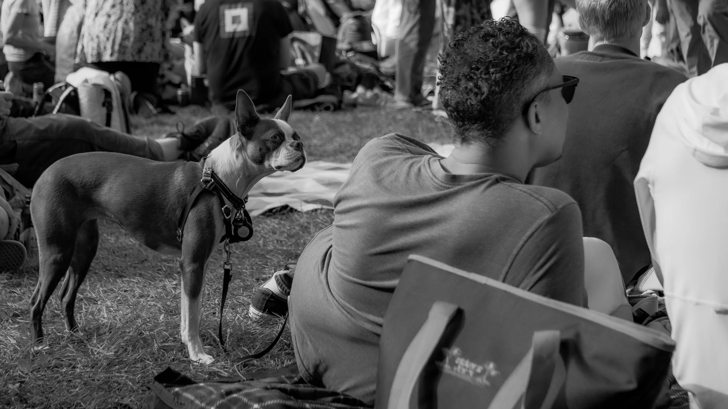 A black and white photo at an outdoor event shows a Boston Terrier dog with a harness and leash sitting on the grass behind a group of people seated on the ground, some wearing sunglasses and casual clothing, with backpacks and bags around.