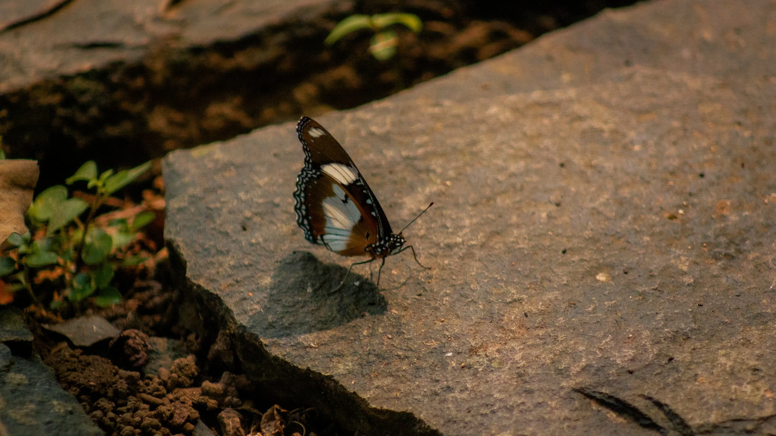 A butterfly with brown, white, and black wings perched on a rock surface, surrounded by small plants and soil.