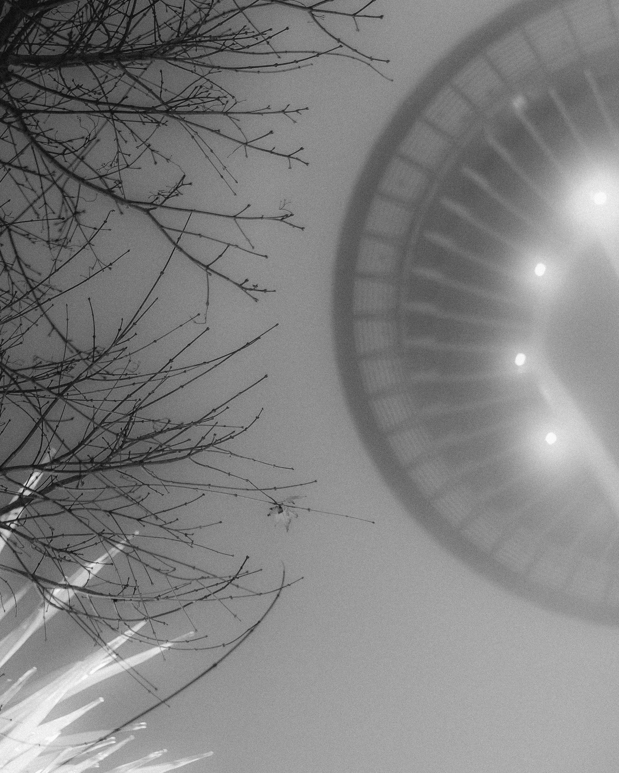 Black and white photo of leafless branches in focus with the Seattle Space Needle lit up in the background on a foggy evening