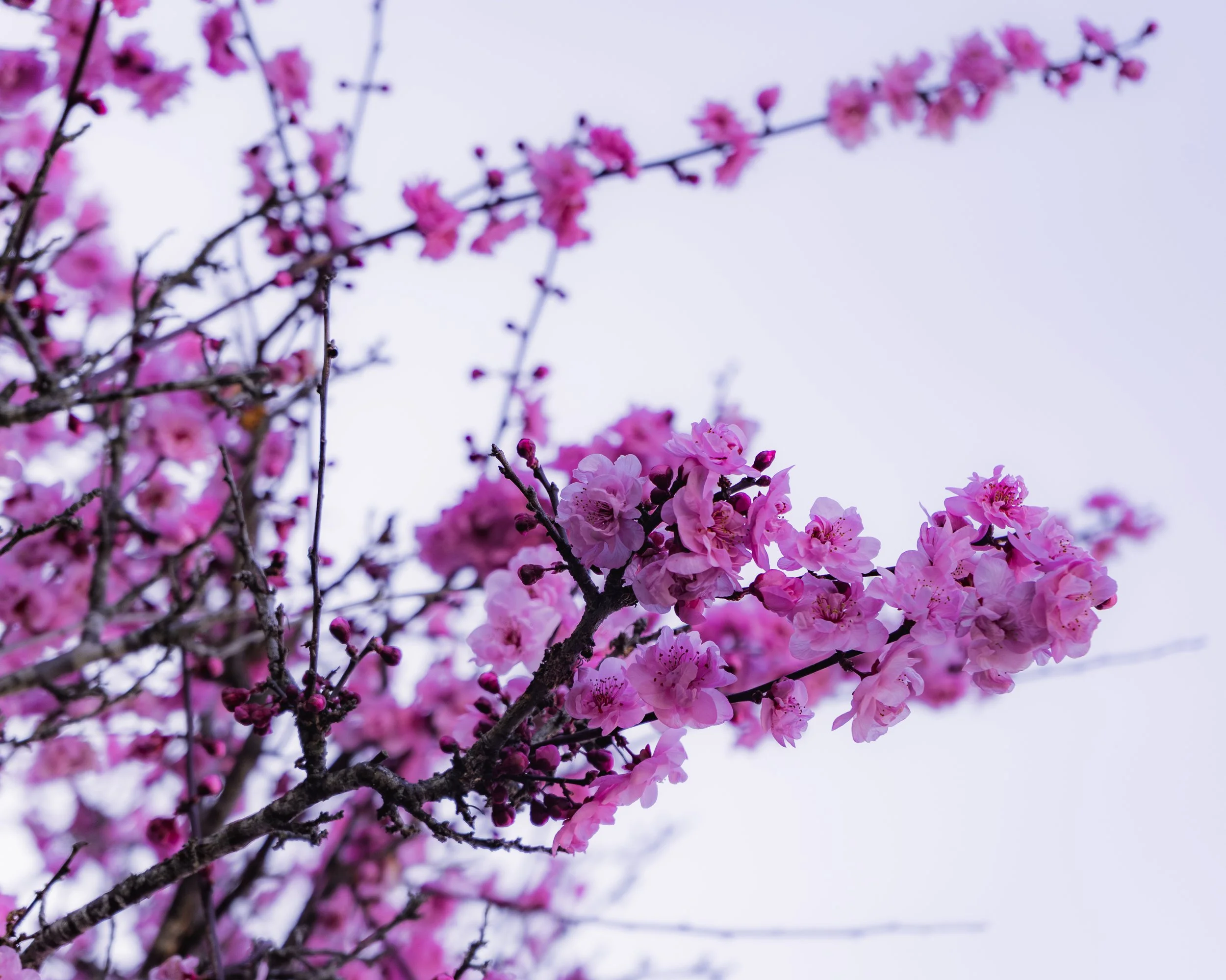 Pink cherry blossoms on tree branches against a light sky.