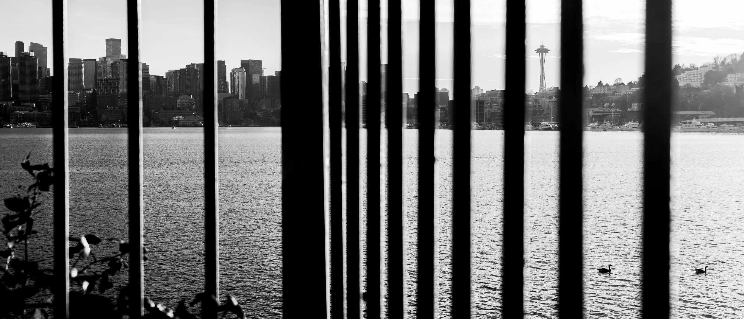 View of Seattle skyline through black vertical bars with water, ducks, and boats in the foreground.