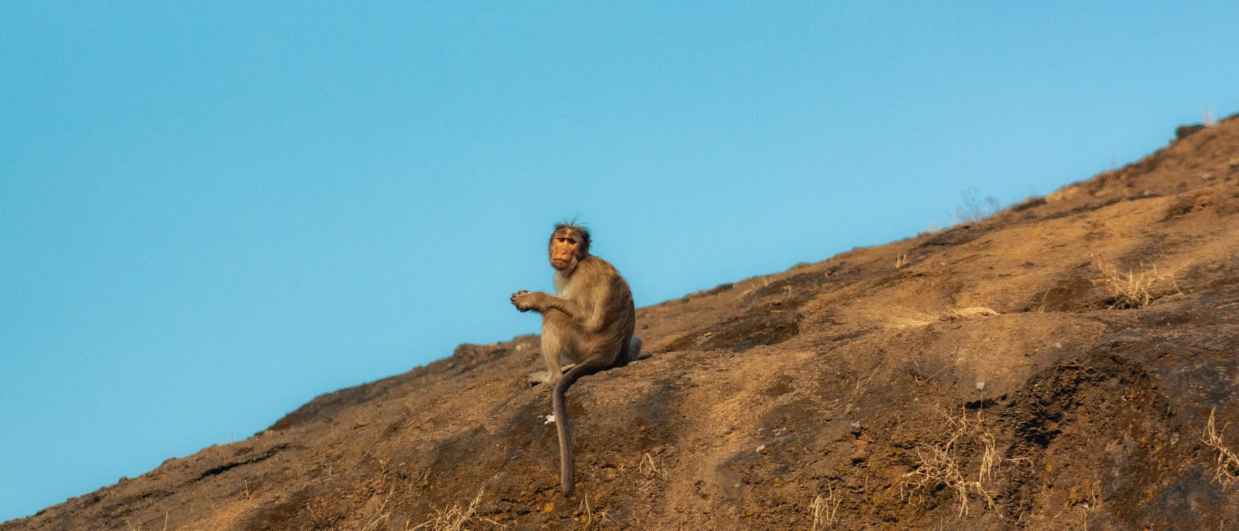 A monkey sitting on a rocky hill with a clear blue sky in the background.