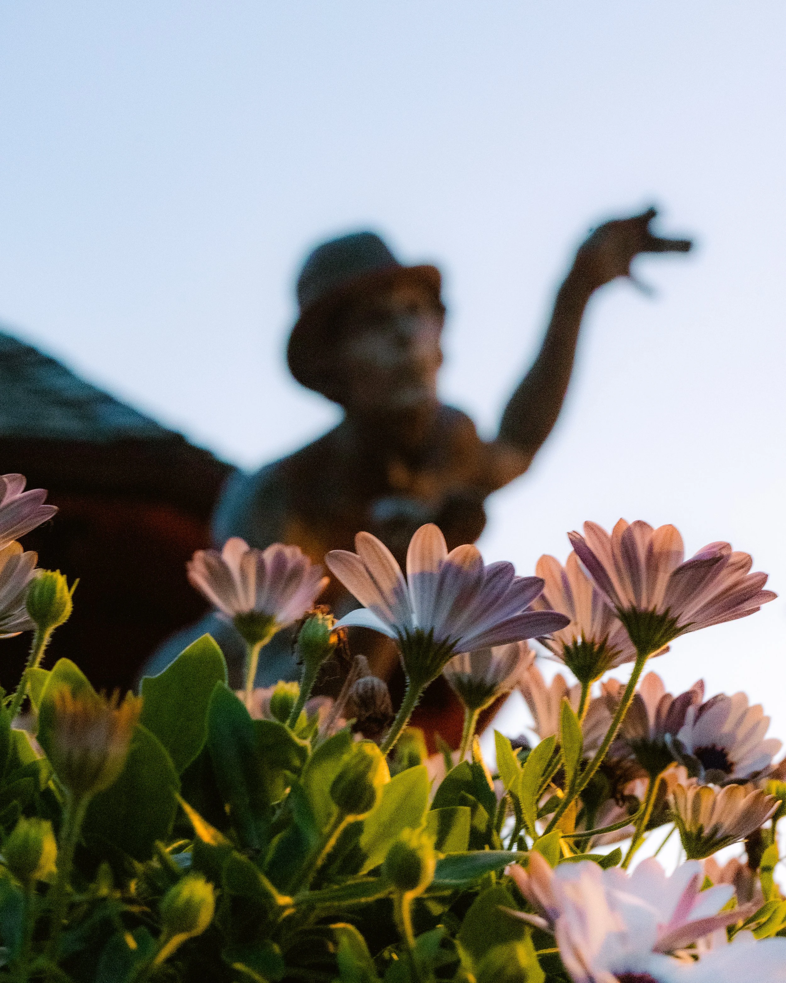 Close-up of pink and white daisies in the foreground with a blurred figure of a person wearing a hat, pointing, in the background against a blue sky.