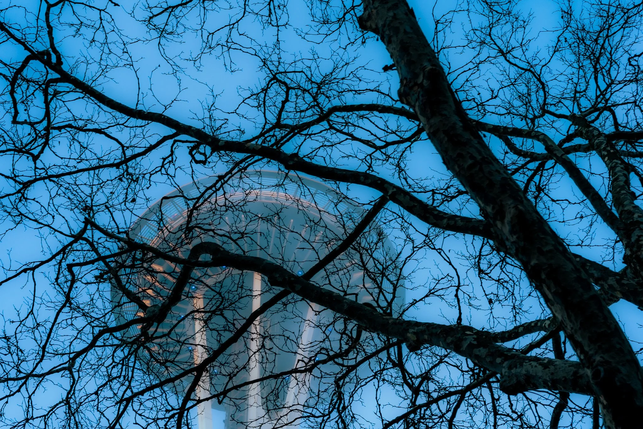 Bare tree branches in front of the Space Needle against a blue sky.