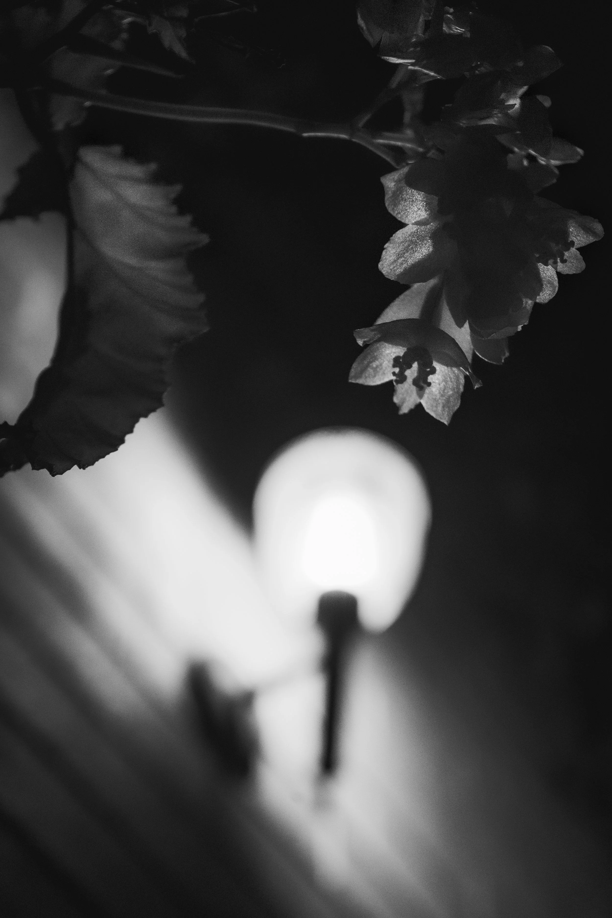 Close-up black and white photo of a flower hanging from a dark ceiling with a blurred light in the background.