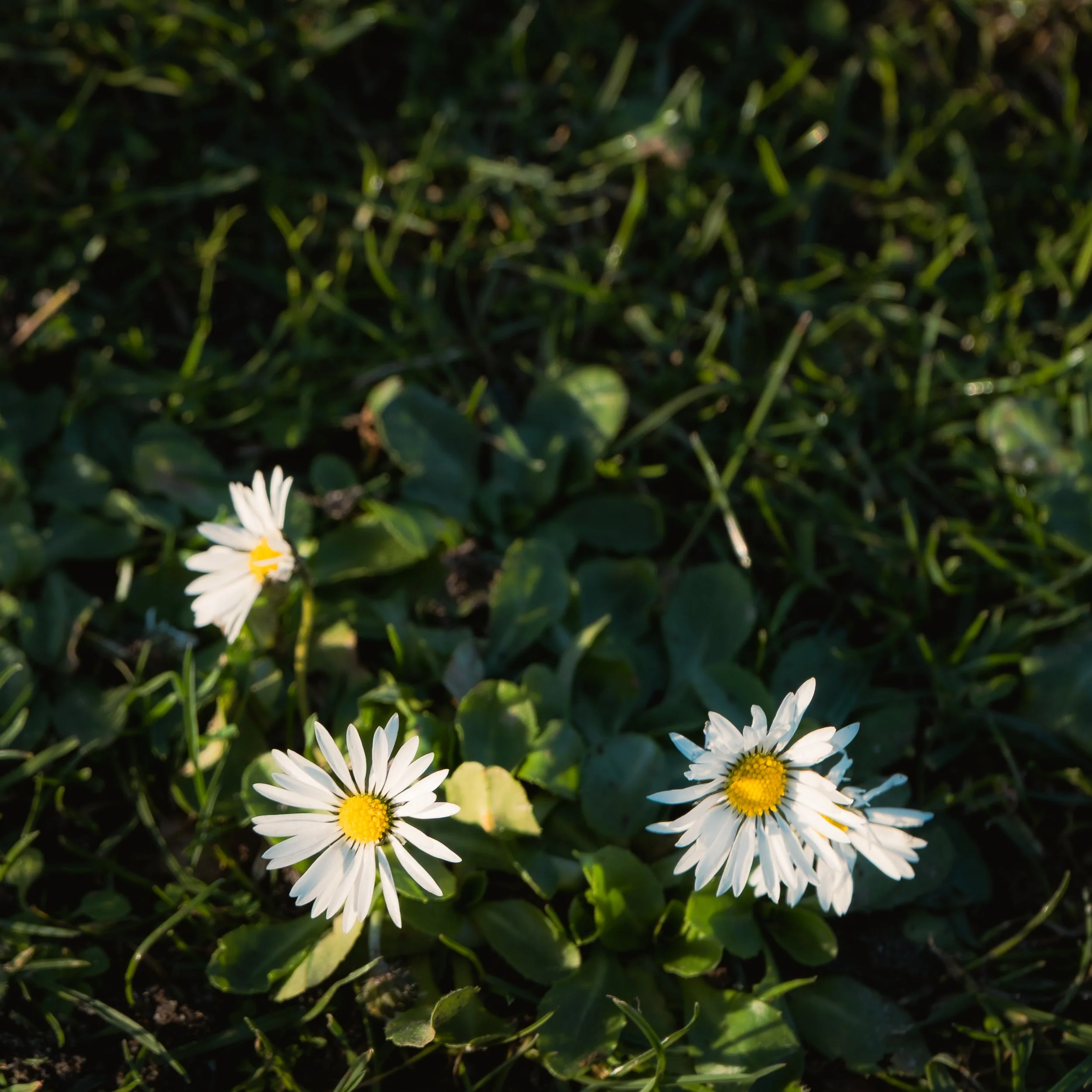 A few white daisies with yellow centers growing in green grass.