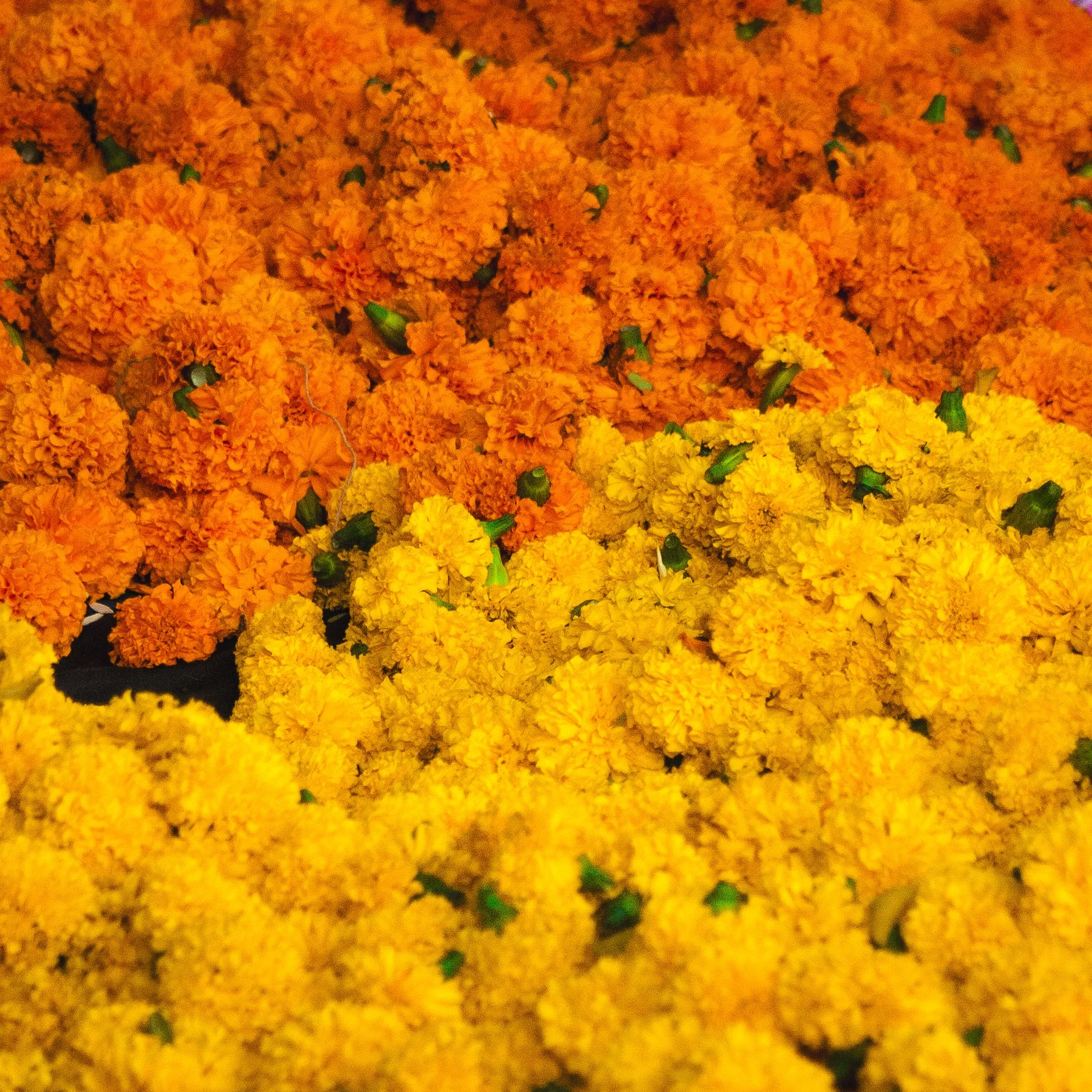 A dense collection of marigold flowers in shades of orange and yellow.