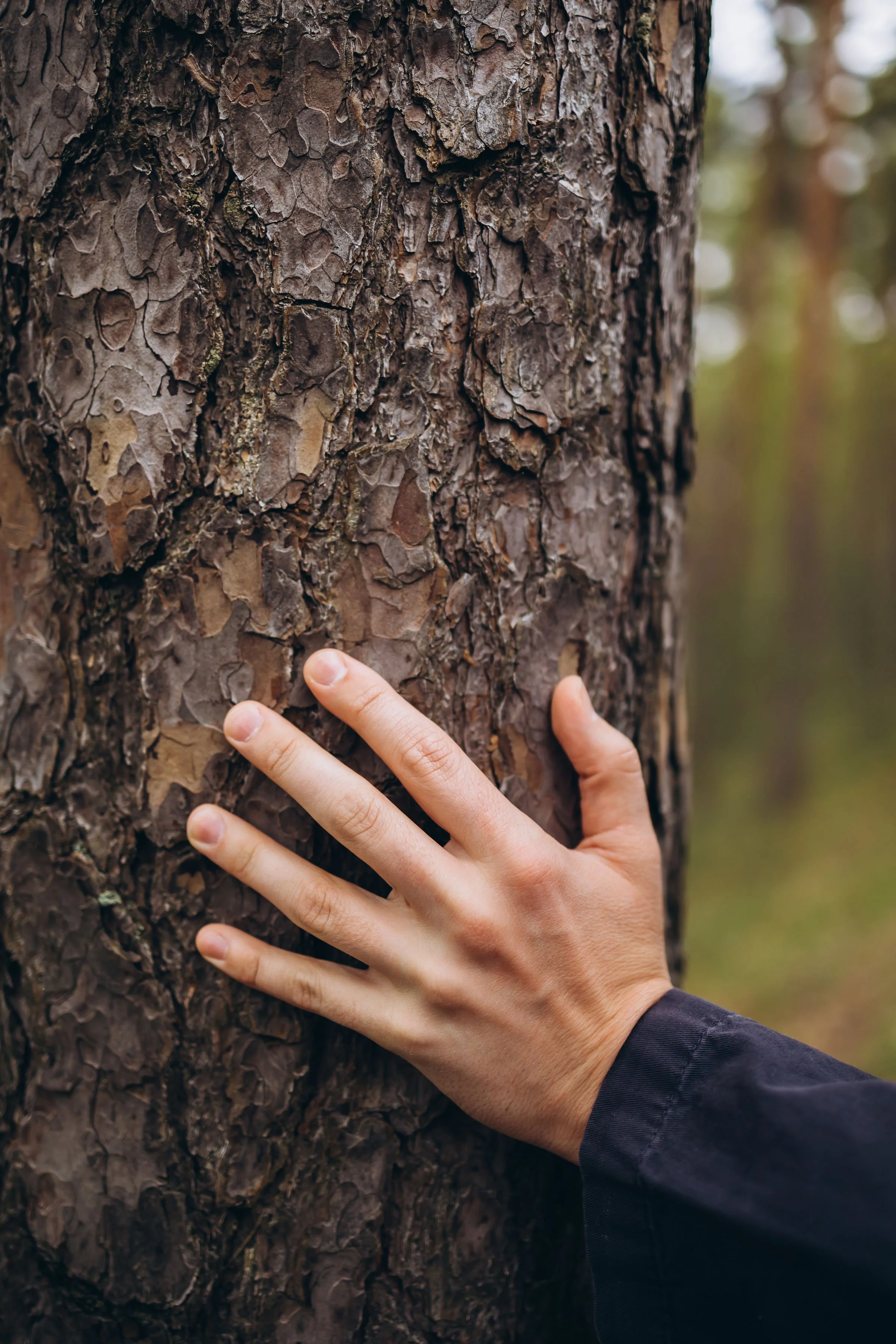 Käsi koskettaa suuren männyn kuorta metsässä.