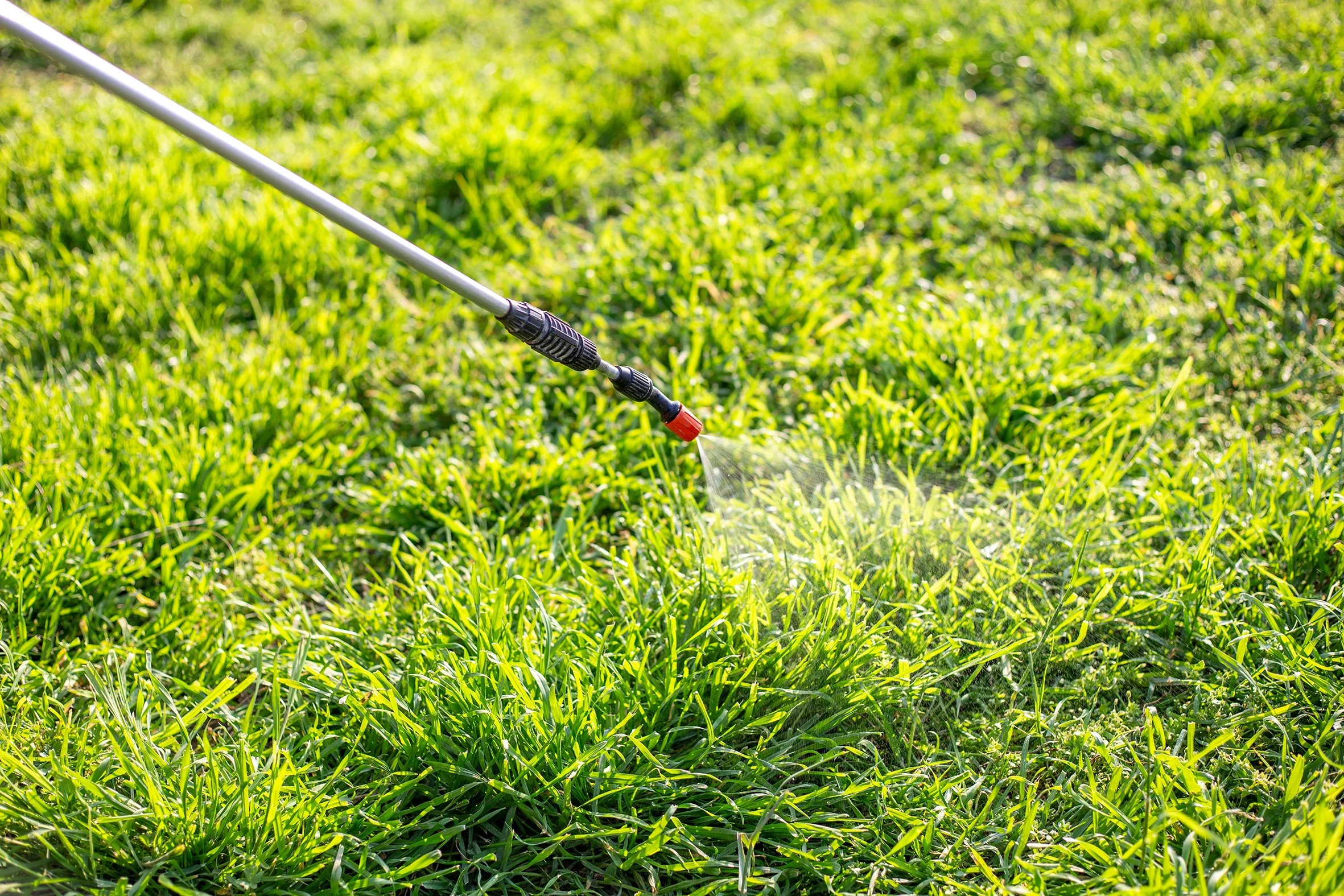 Close-up of a garden hose spray nozzle watering green grass on a lawn.