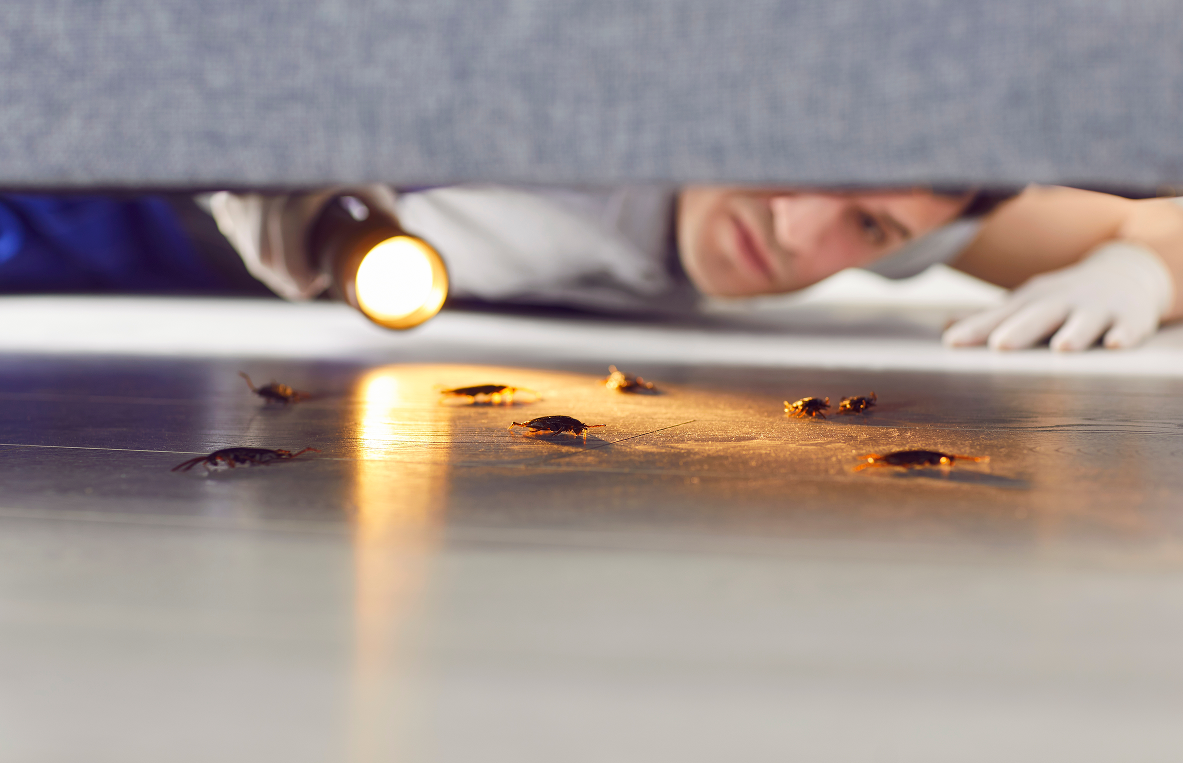 A person lying on the floor inspecting cockroaches underneath a piece of furniture with a flashlight.