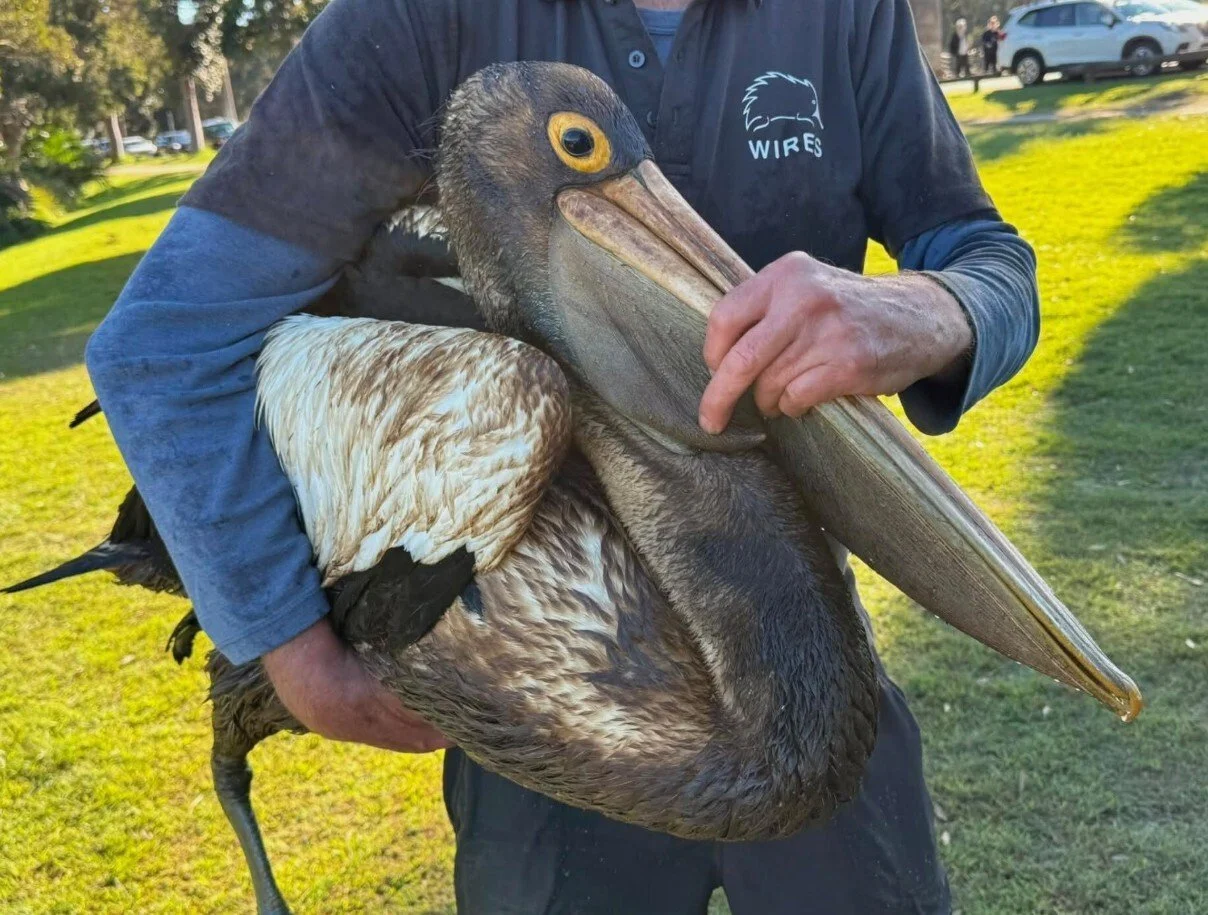 EPA, council dodge responsibility after significant Sydney oil spill