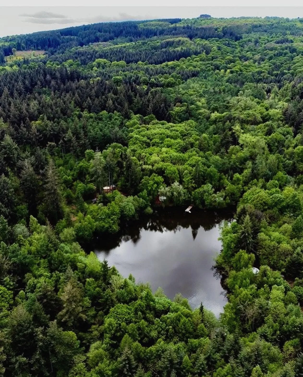 Aerial view of a lush green forest surrounding a small lake with reflections of trees on the water.