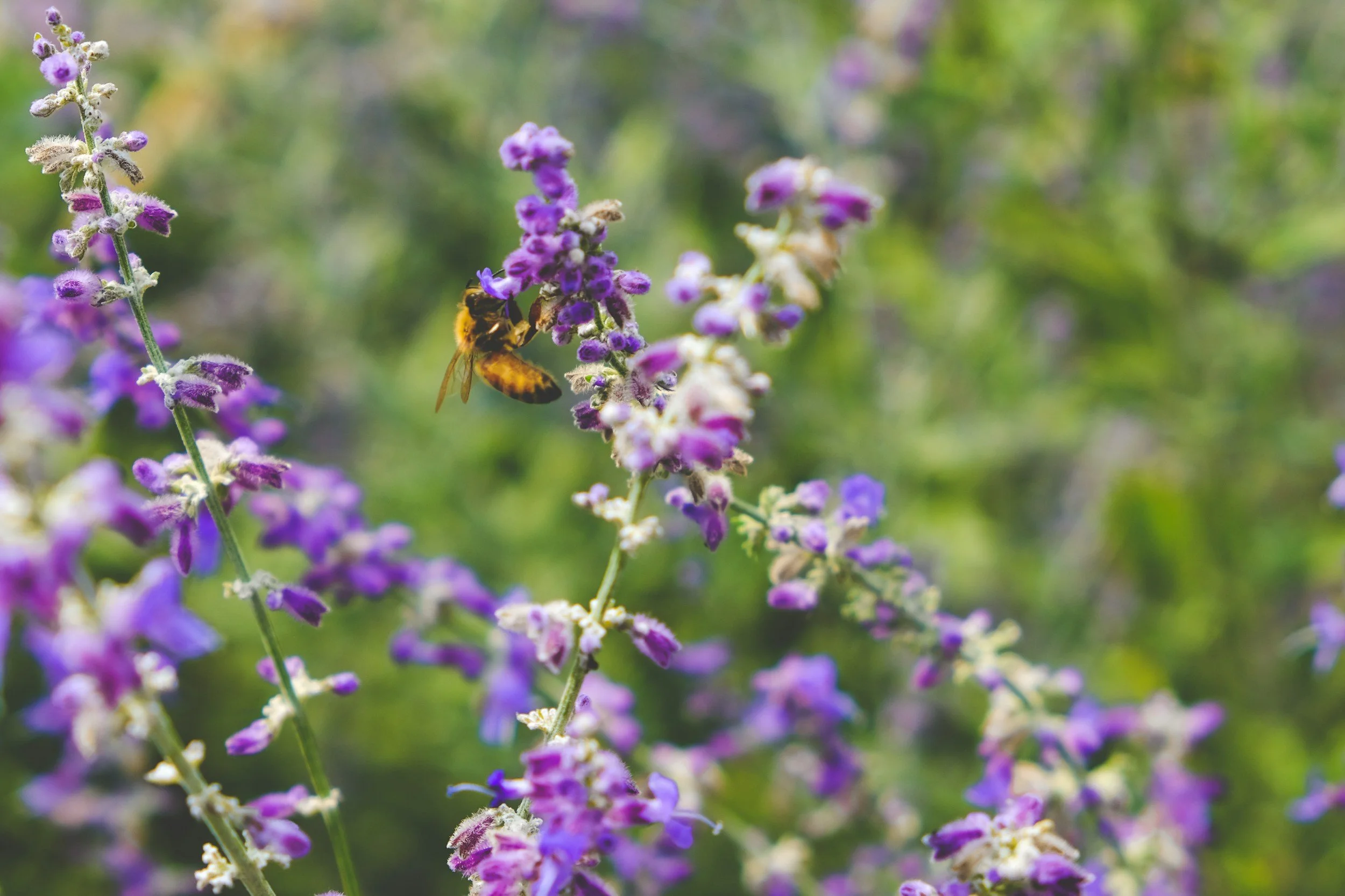 Close-up of purple and white flowers with a bee collecting nectar.