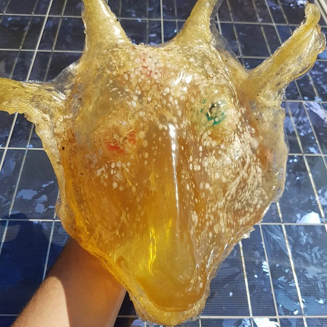 Kleines Update zur aktuellen Arbeit namens "Schrumpfkopf":
Die Gelatine schrumpft immer weiter, die #Trolli -Augen werden aus dem Plastik gedrückt. Es bilden sich Risse und die Oberfläche schimmelt. Durch das Schrumpfen wurden die