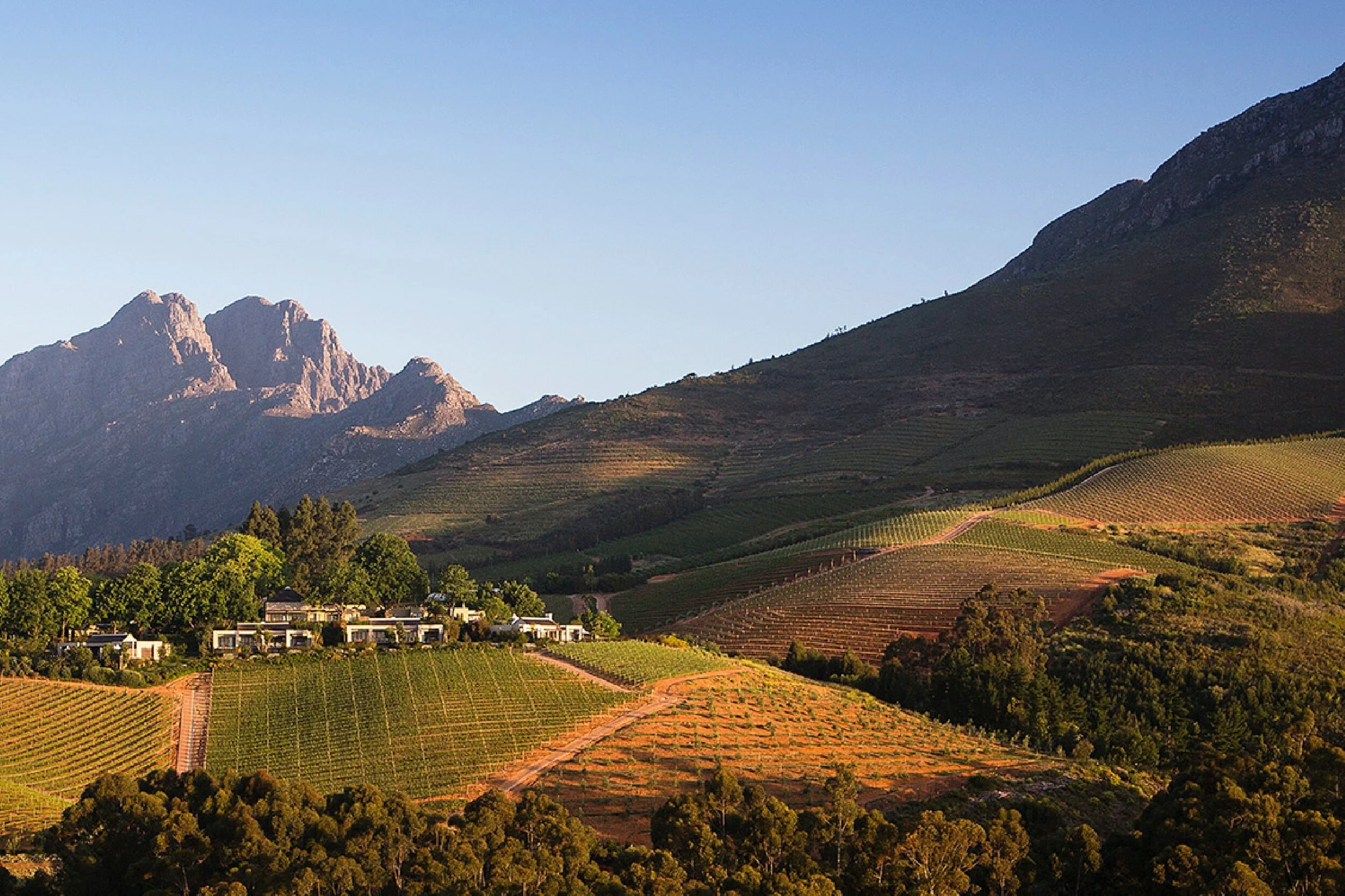 Vineyard landscape with rolling hills, trees, and distant mountains under a clear blue sky.