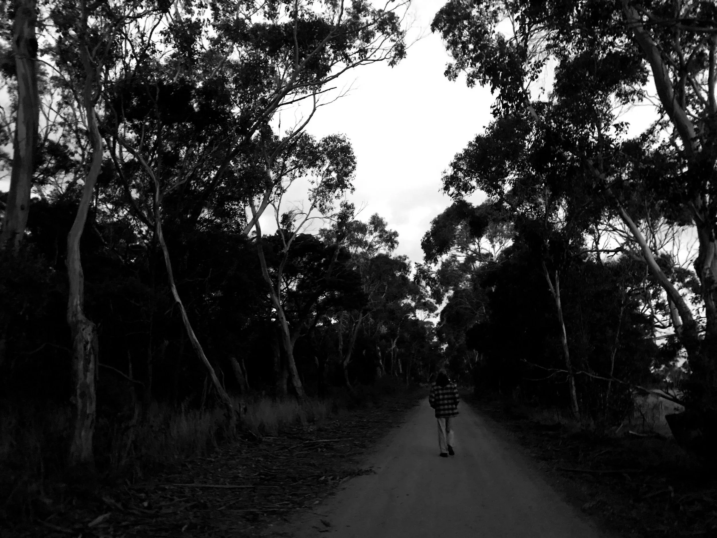 zak walking down a dirt path surrounded by tall trees in a forest, with the sky visible above.