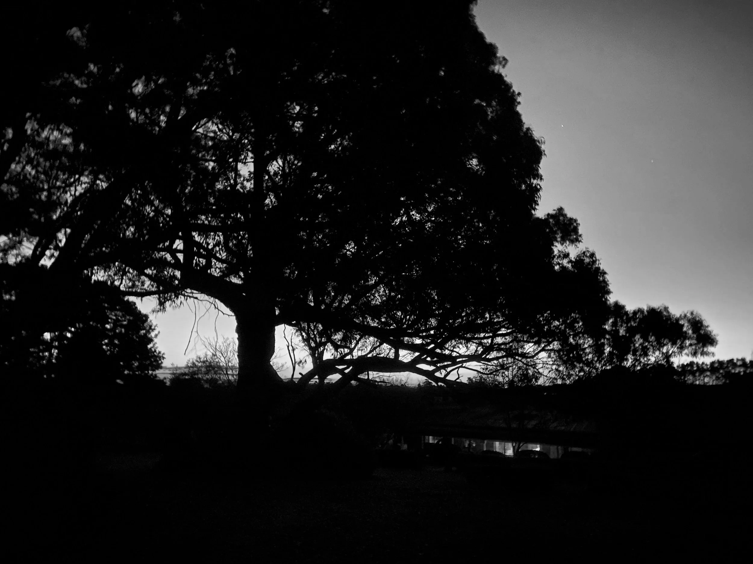 black and white photo of a large tree with dense foliage hanging over a dimly-lit house, silhouetted against the sky at dusk.