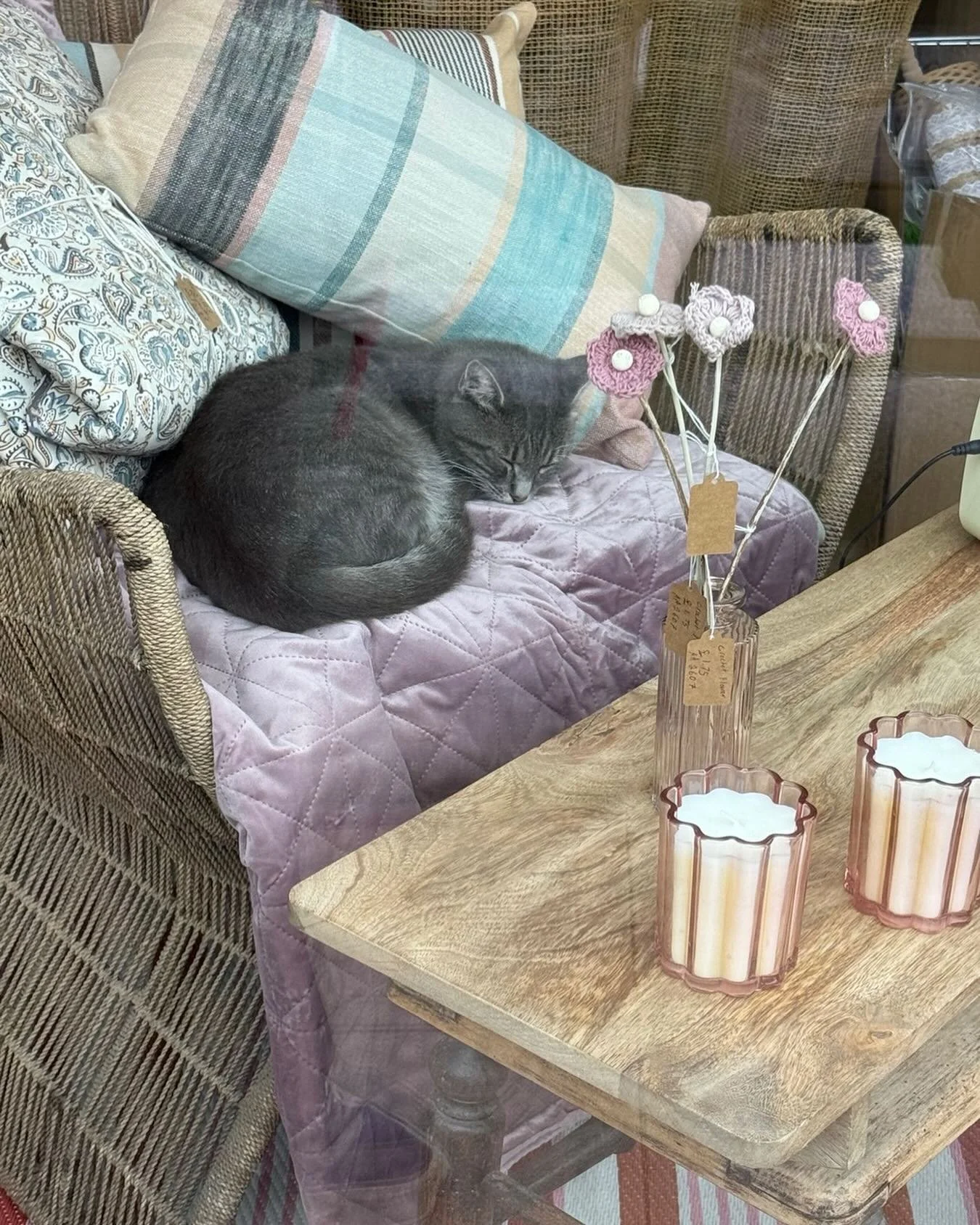 Young, very pregnant cat is making herself comfortable in our window display! Does anyone recognise her? Owner wanted 🙏