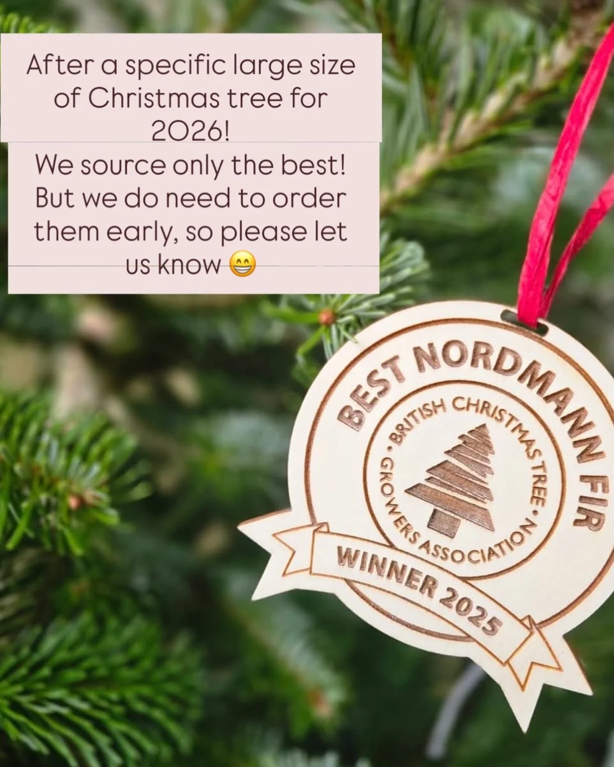 It&rsquo;s early, yes! But specific large sizes will need to be ordered early! Let us know and we can get just what you would like for 2026

#grovesyard #grovesmarket #christmasintheyard