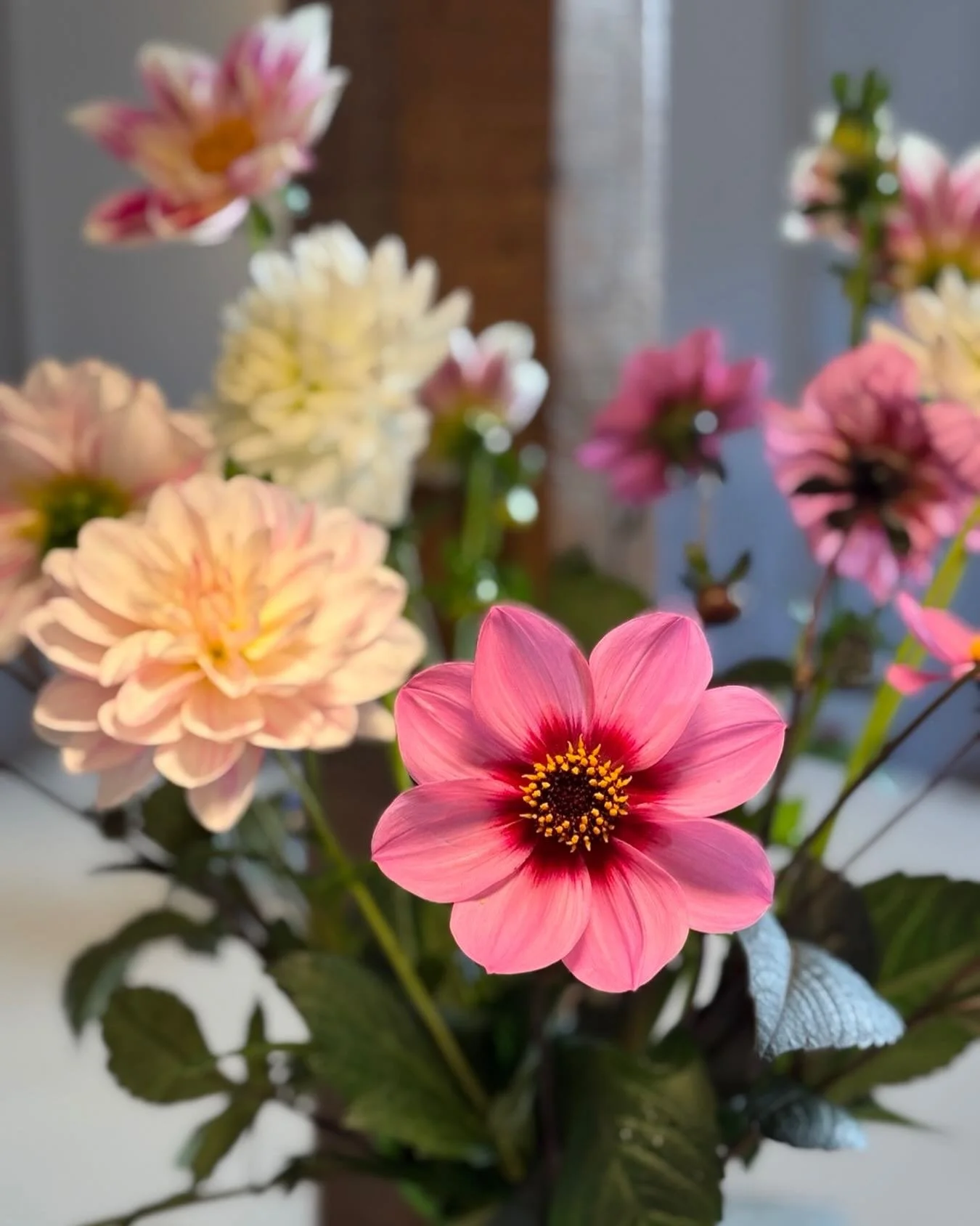 DAHLIAS 🌸

They are in the shop and ready for you to pick! 
The tubers which look like something from out of this world turn into the most stunning flowers! The more you pick, the more they produce. 

A favourite in the garden or in a vase, these be