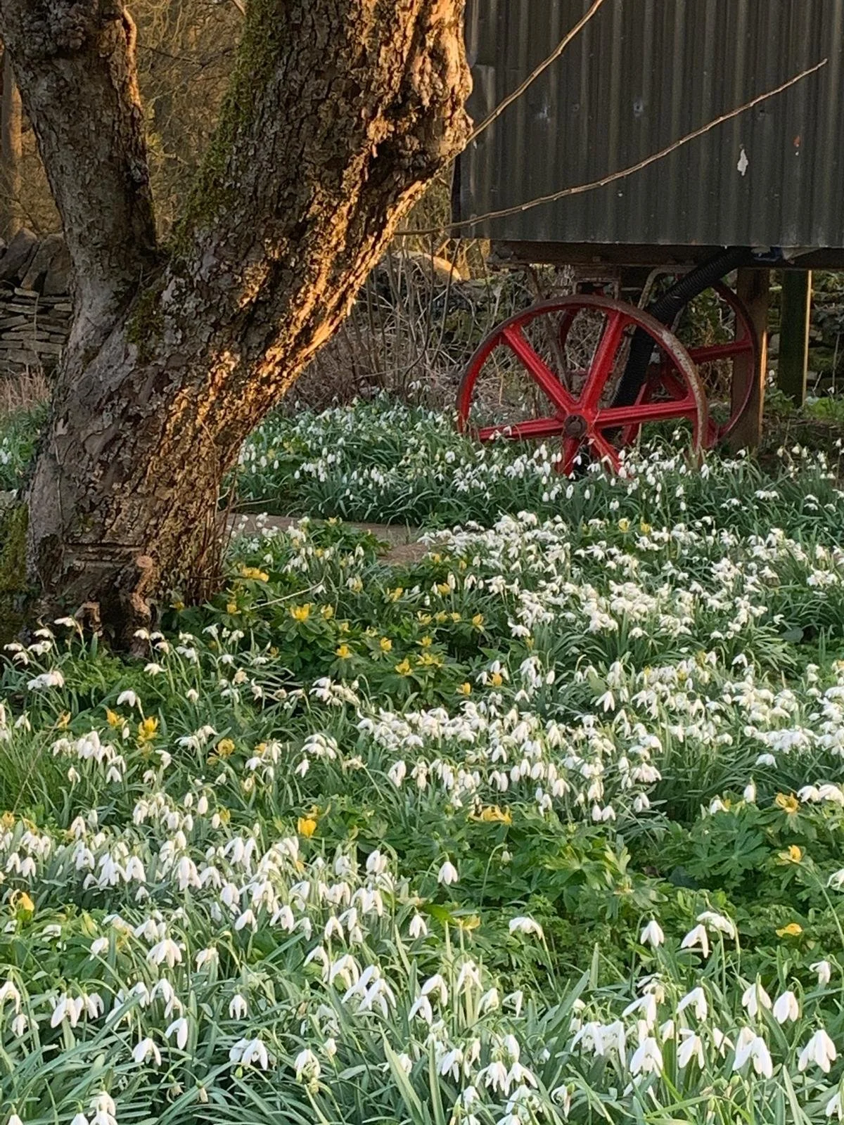 Celebrating National Garden Day with Groves Shop: Simple Ways to Enjoy Your Outdoor Space