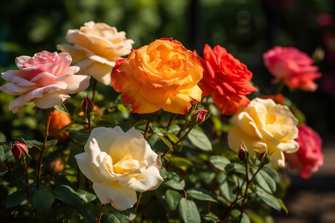 Stop and Smell the Roses: Discover Groves Shop’s Beautiful Range This Season